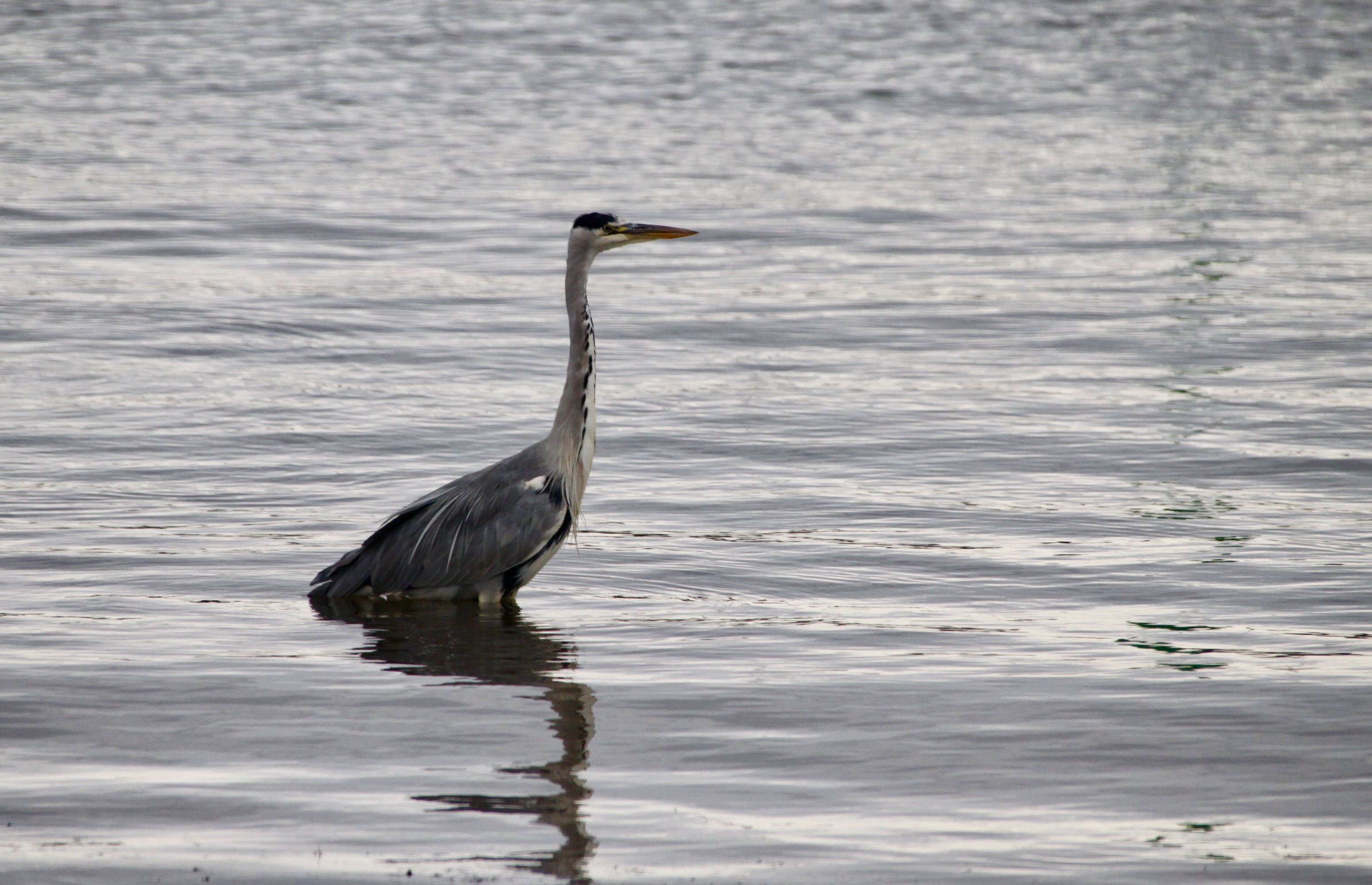 Great Blue Heron in Arbroath Harbour by Jez Braithwaite
