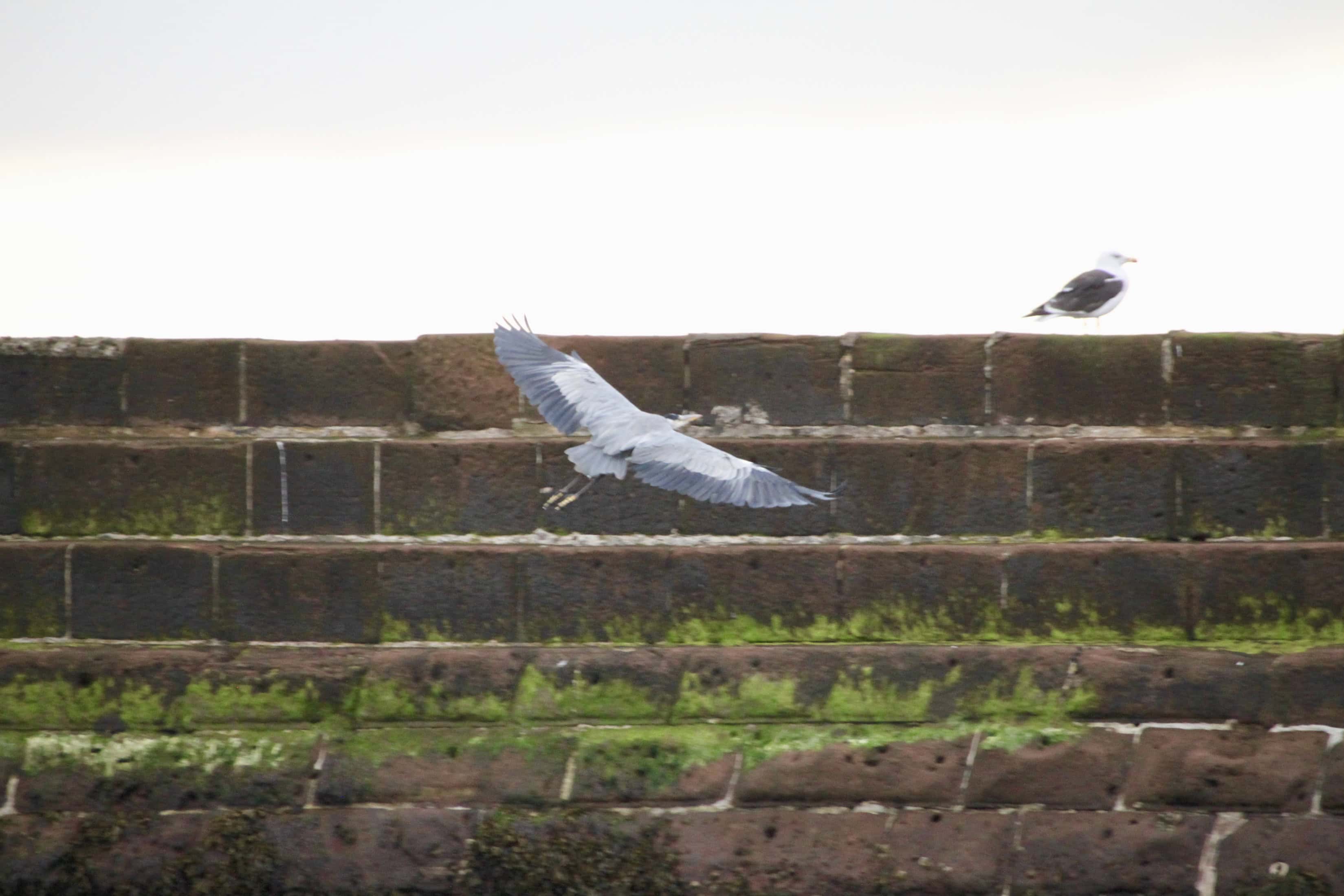 Great Blue Heron in Flight by Jez Braithwaite at Arbroath Harbour