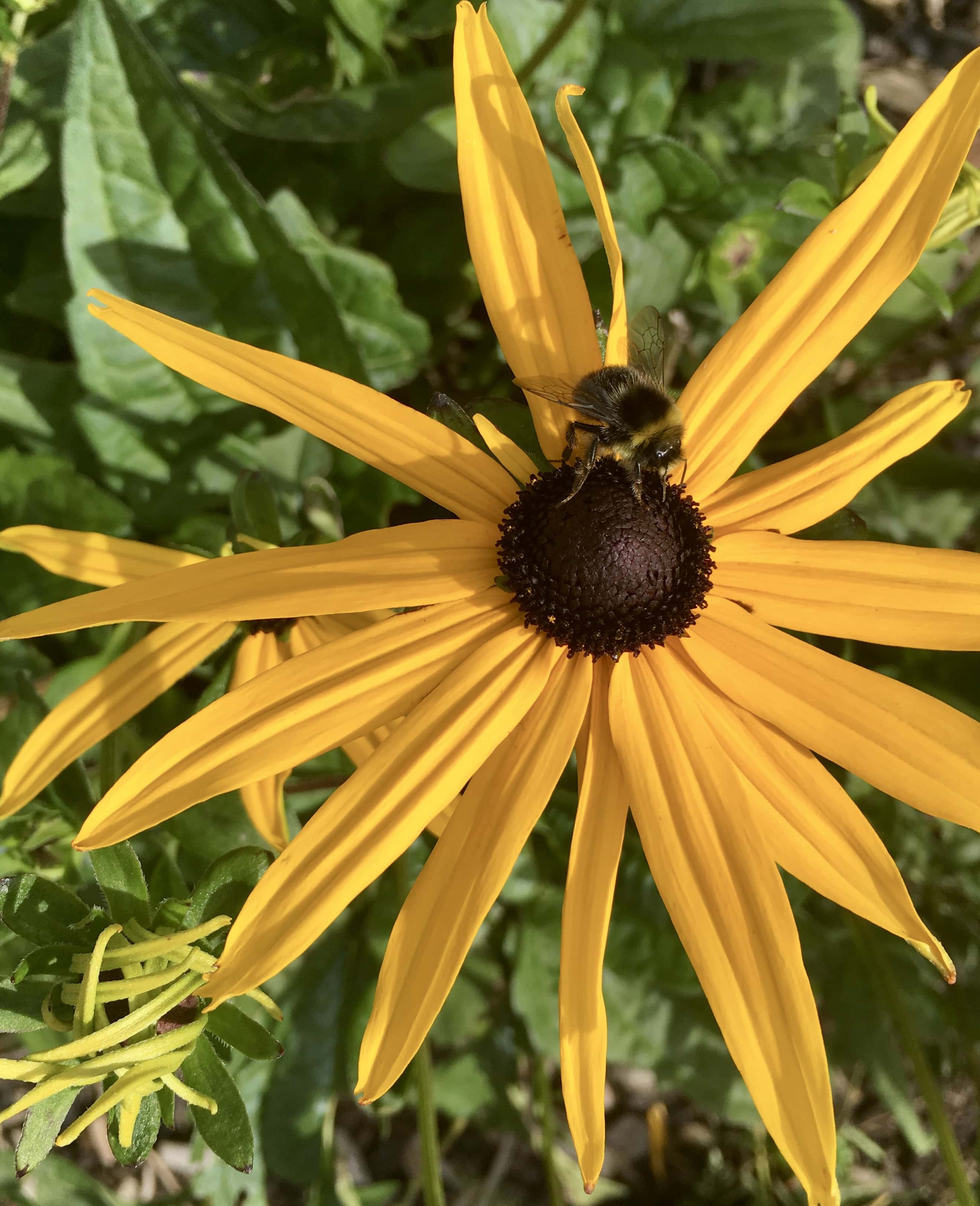 Black eyed susan & bee by Jez Braithwaite