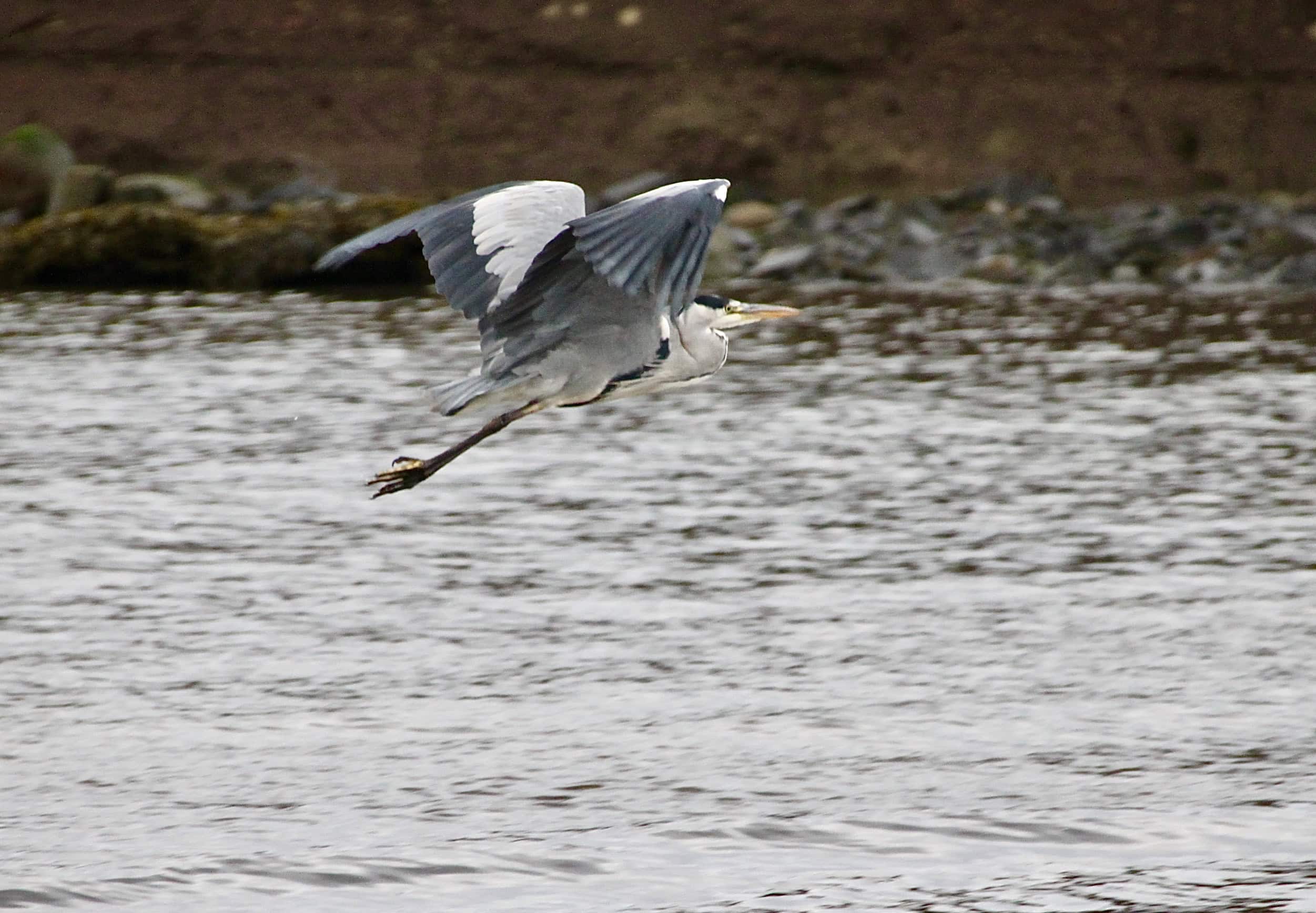 Great Blue Heron in flight by Jez Braithwaite in Arbroath harbour