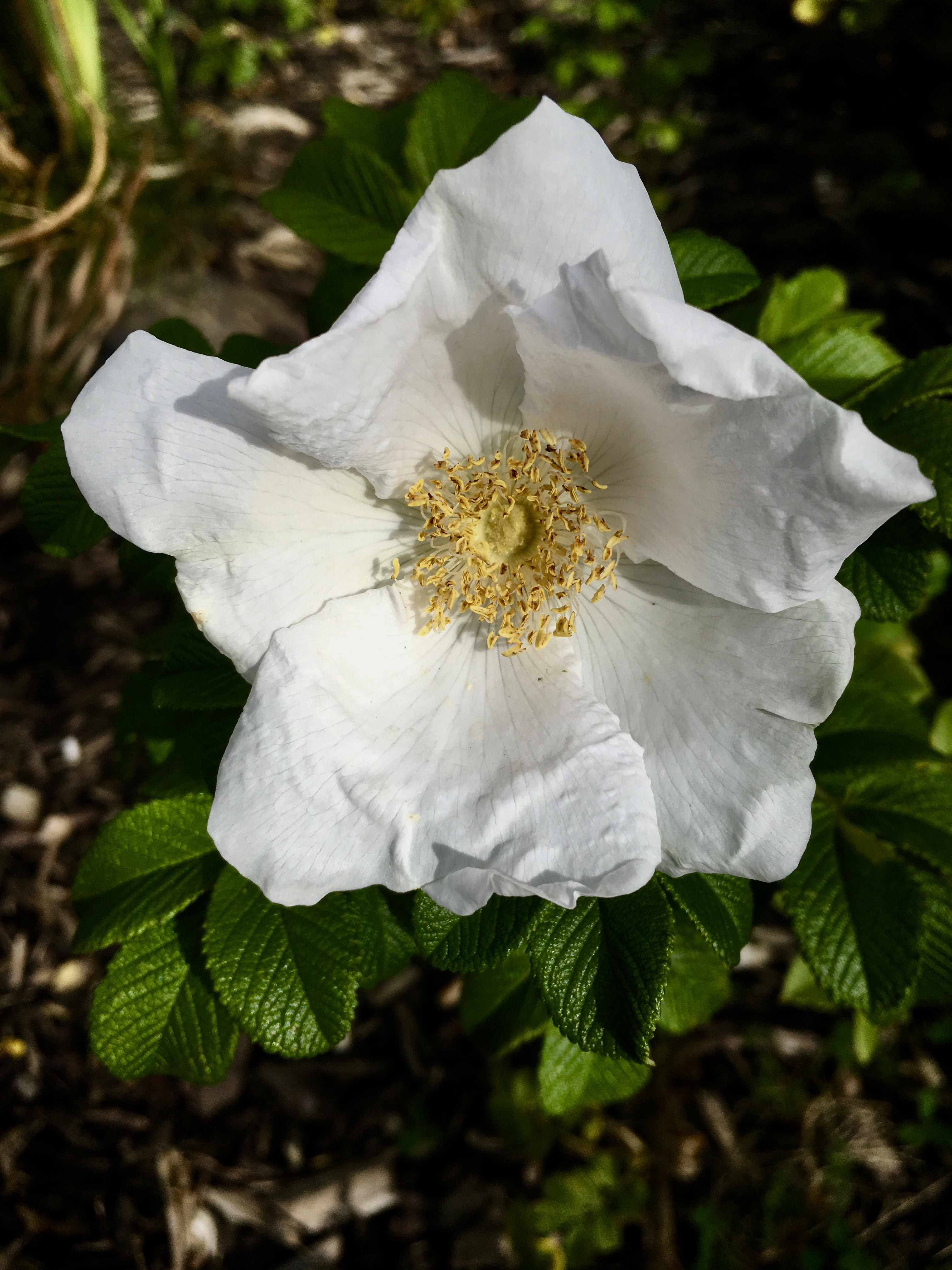 Wild White Rose by Jez Braithwaite
