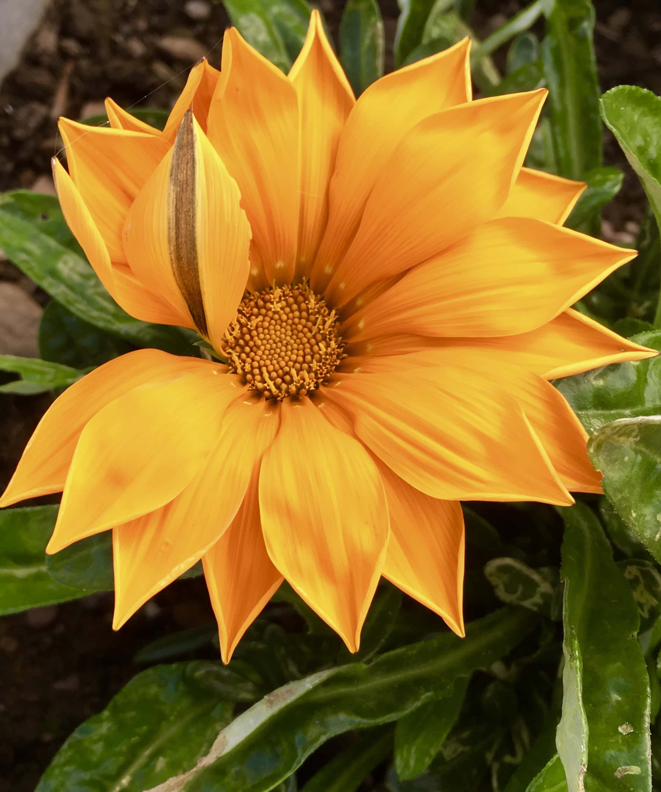 Gazania bt Jez Braithwaite