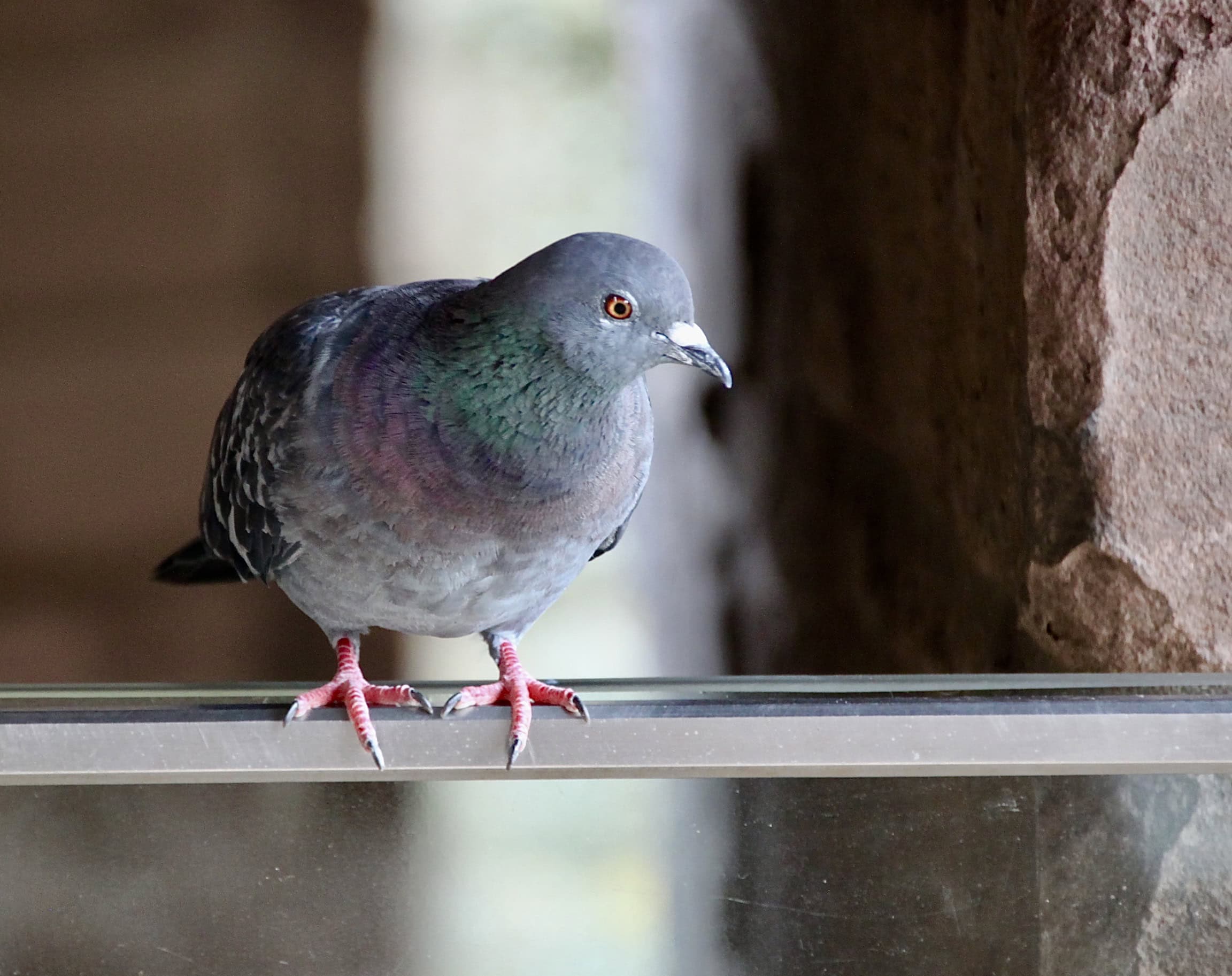 Pigeon in Arbroath Abbey by Jez Braithwaite
