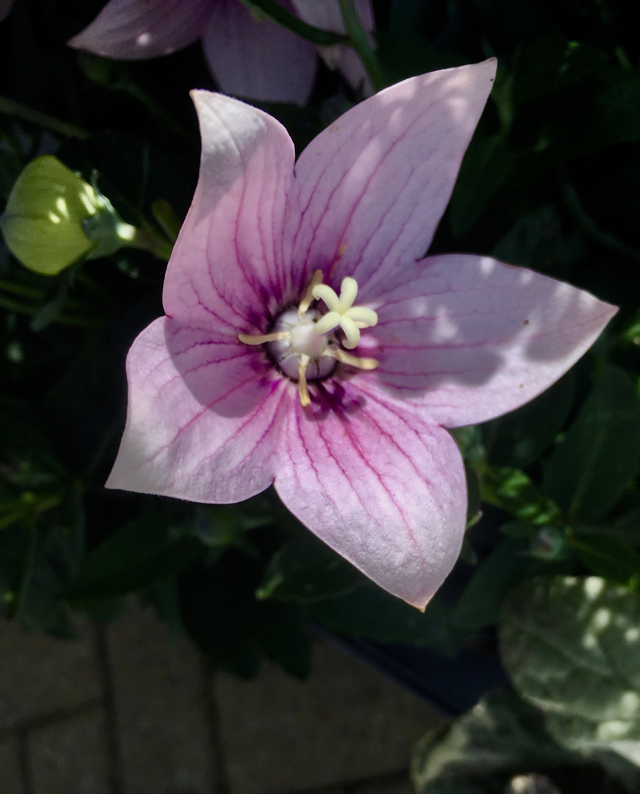 Balloon Flower by Jez Braithwaite