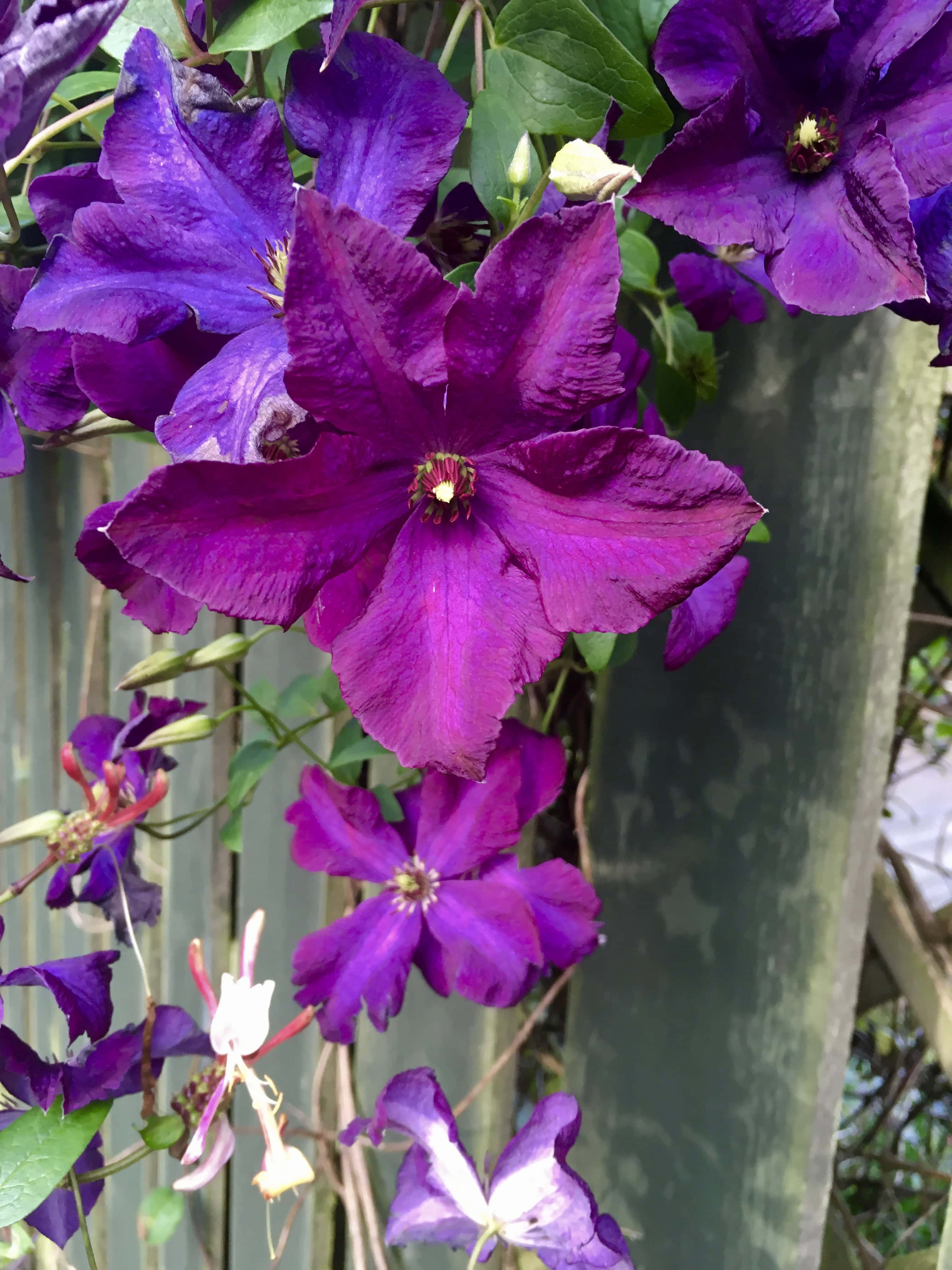 Clematis by Jez Braithwaite
