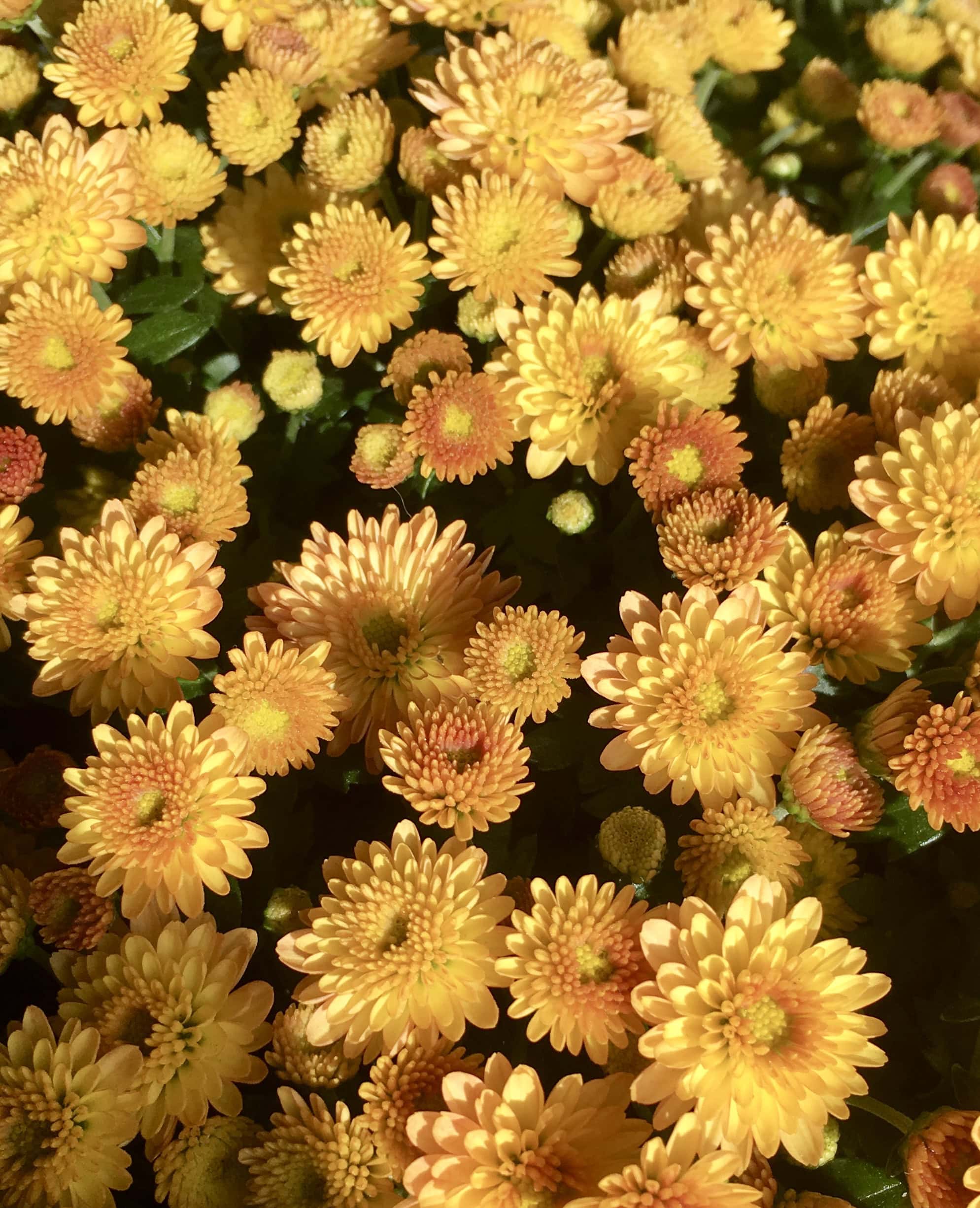 Yellow/Orange Mums by Jez Braithwaite