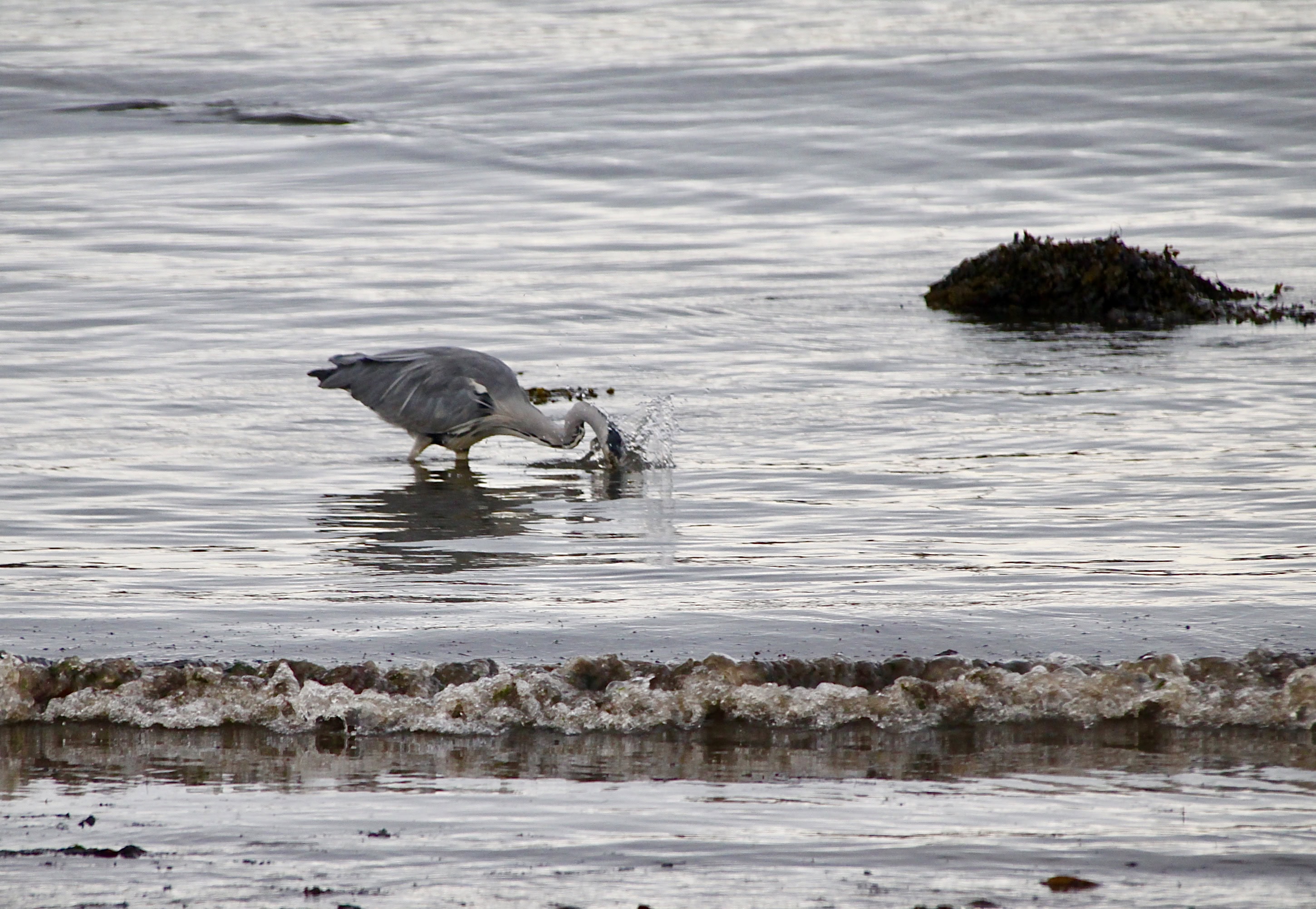 Great Blue Heron Fishing by Jez Braithwaite
