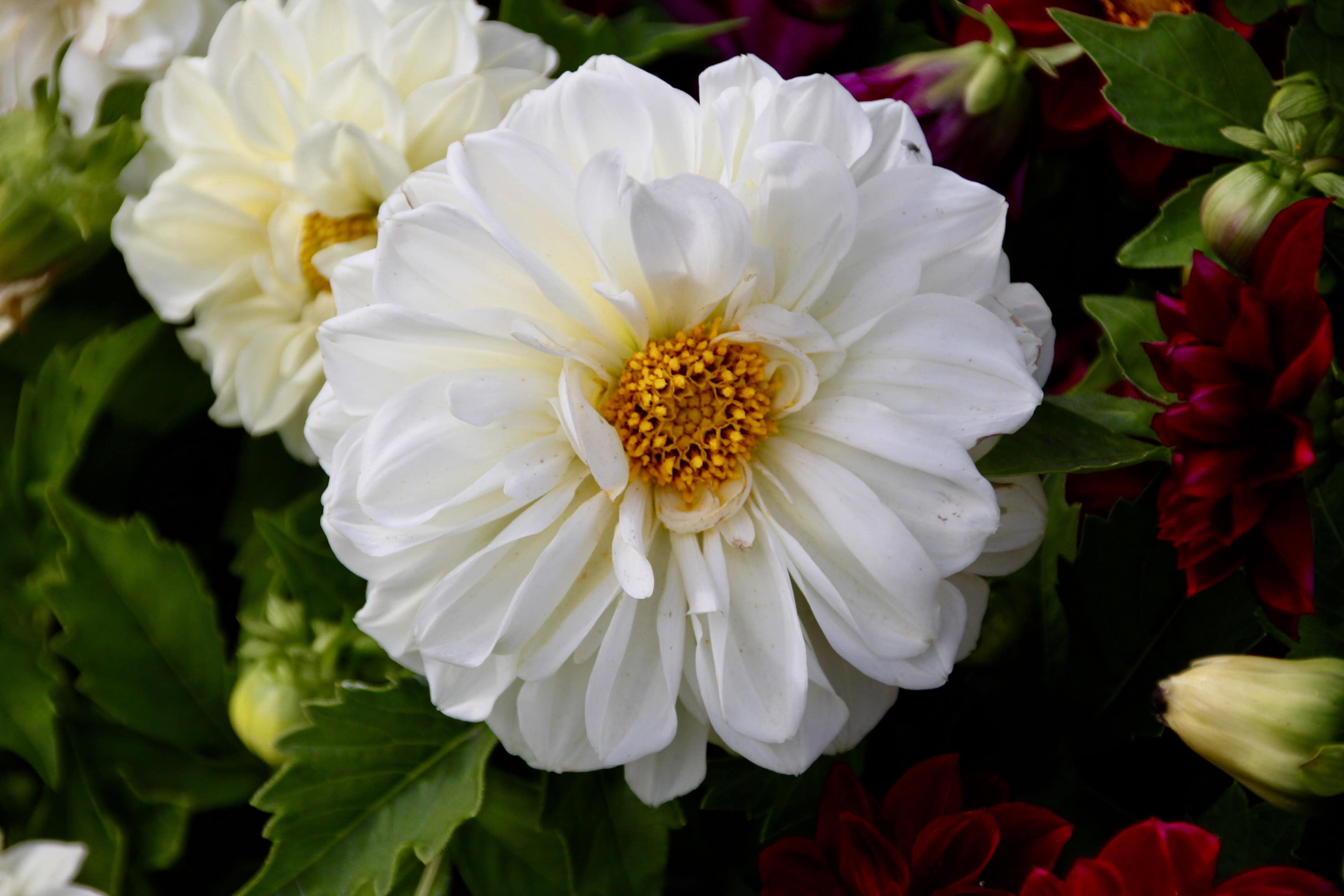 White Dahlia by Jez Braithwaite