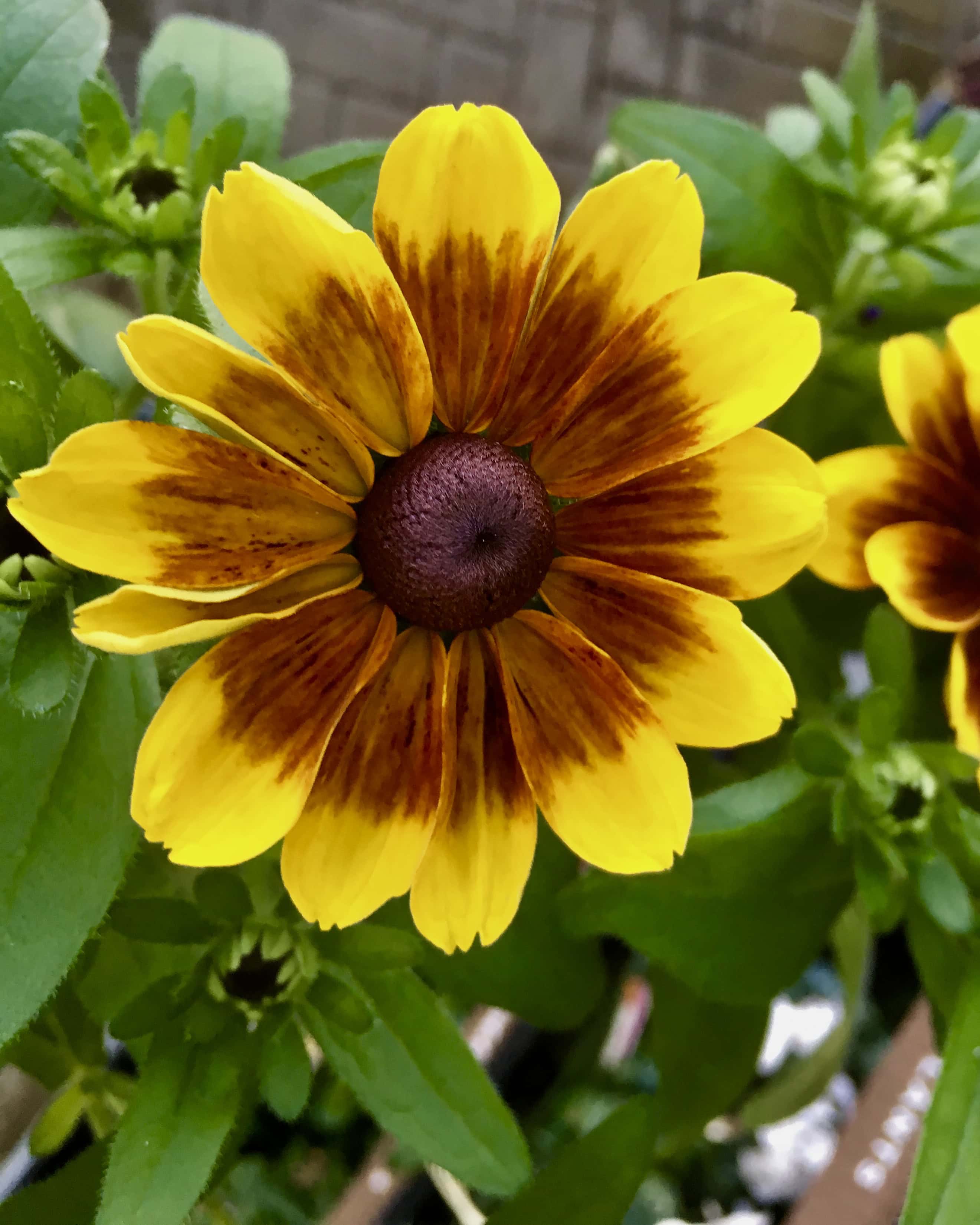 Black Eyed Susan -- Rudbeckia by Jez Braithwaite