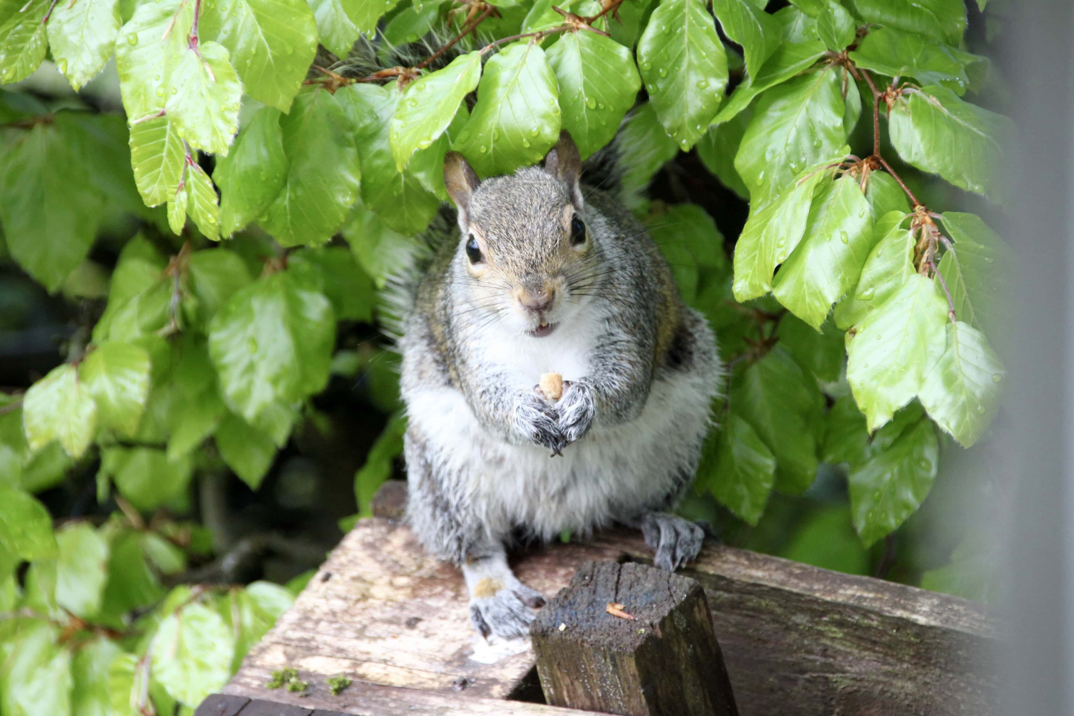 Fan Of… #35 and AOTD — Squirrels
