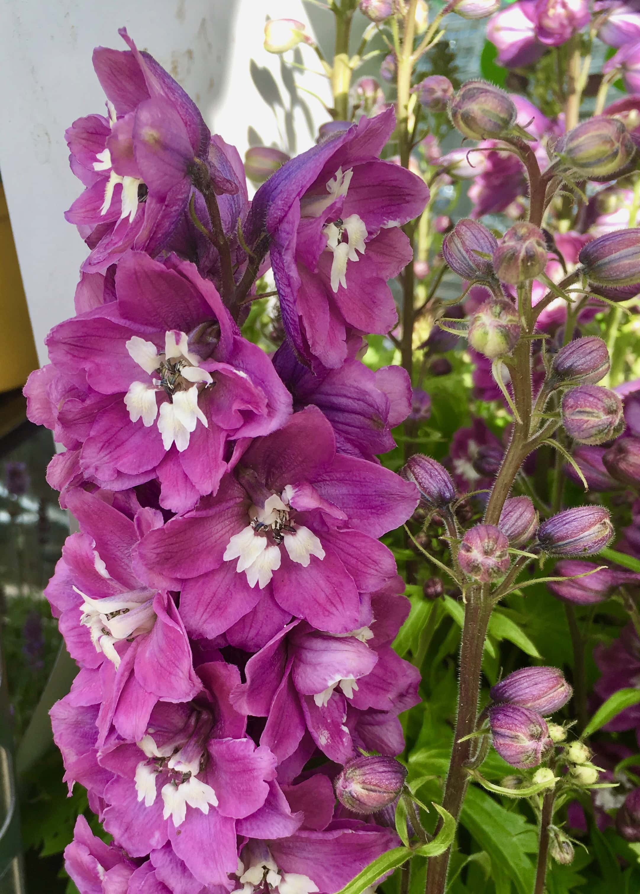 Delphinium by Jez Braithwaite