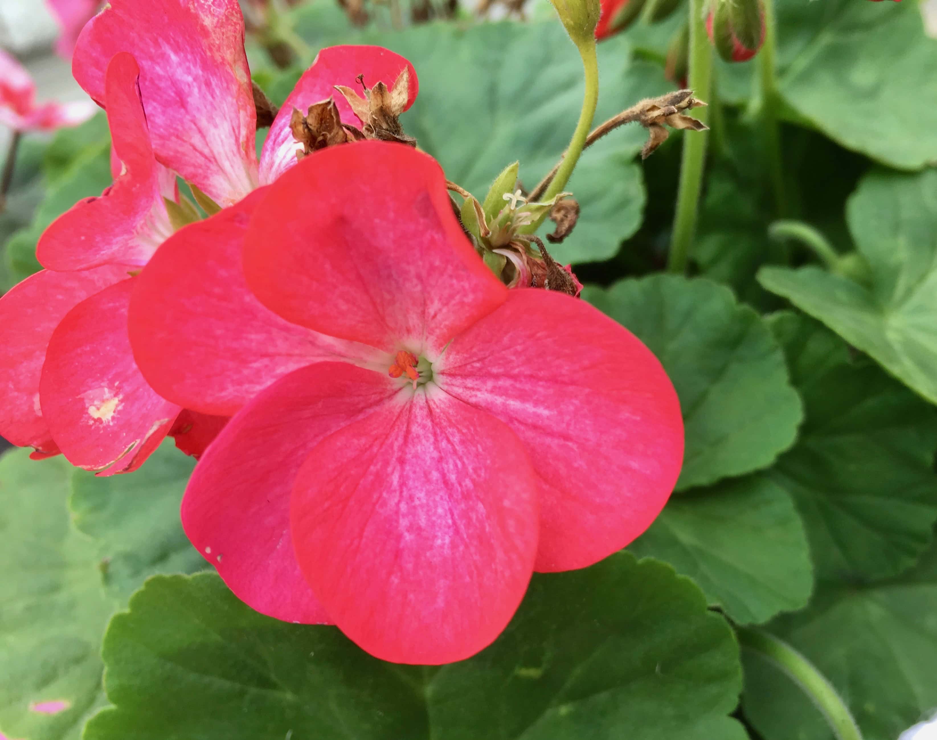Red Geranium by Jez Braithwaite
