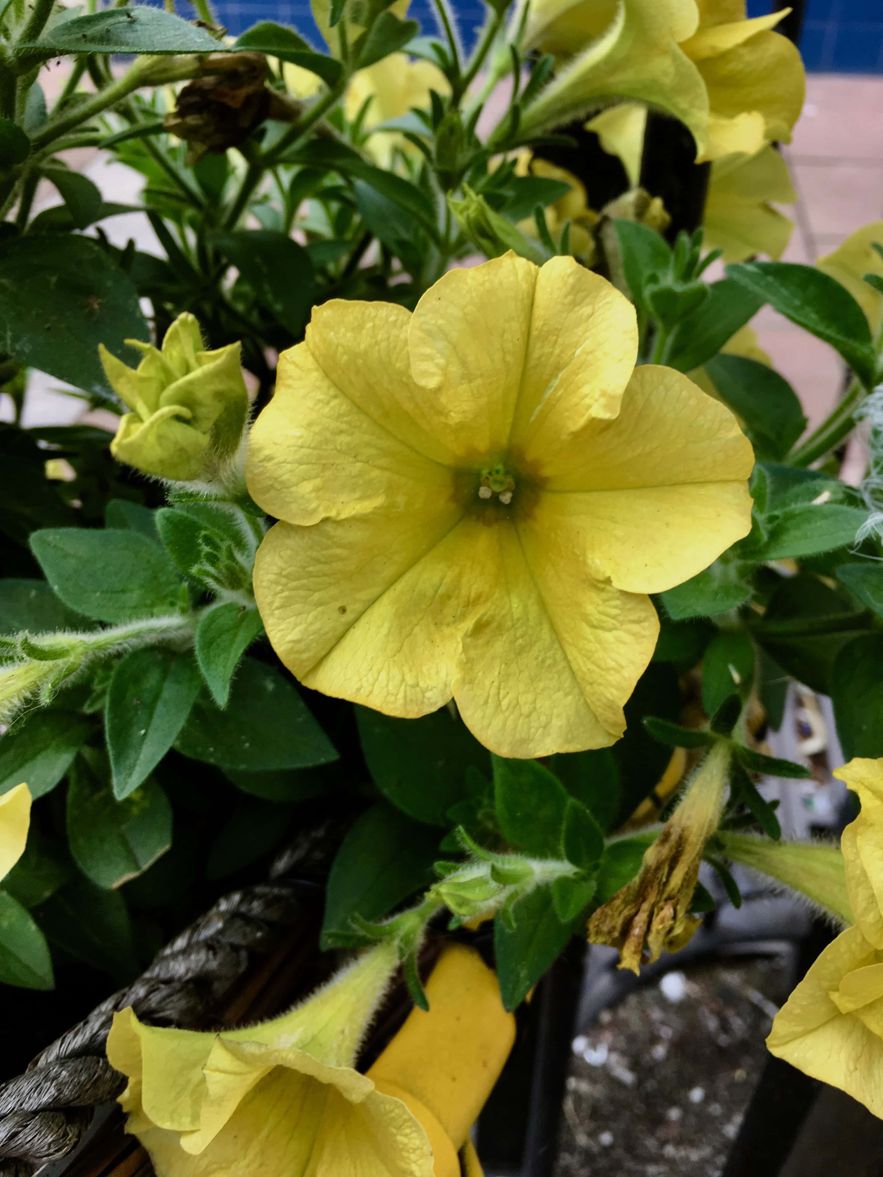 Yellow Petunia by Jez Braithwaite