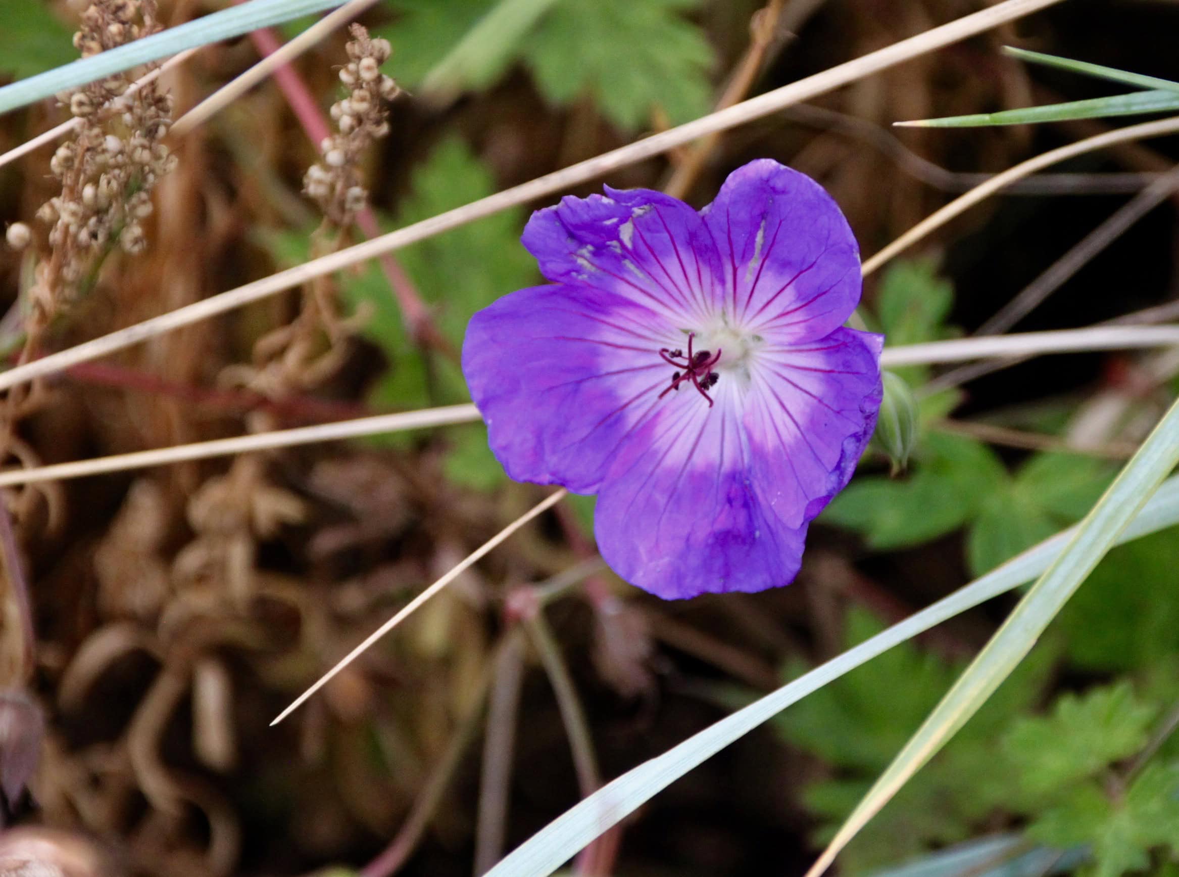 Geranium Jolly Bee by Jez Braithwaite