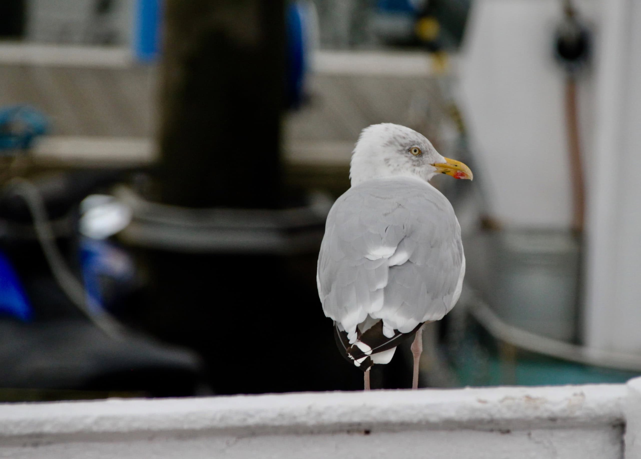 Grumpy Seagull by Jez Braithwaite