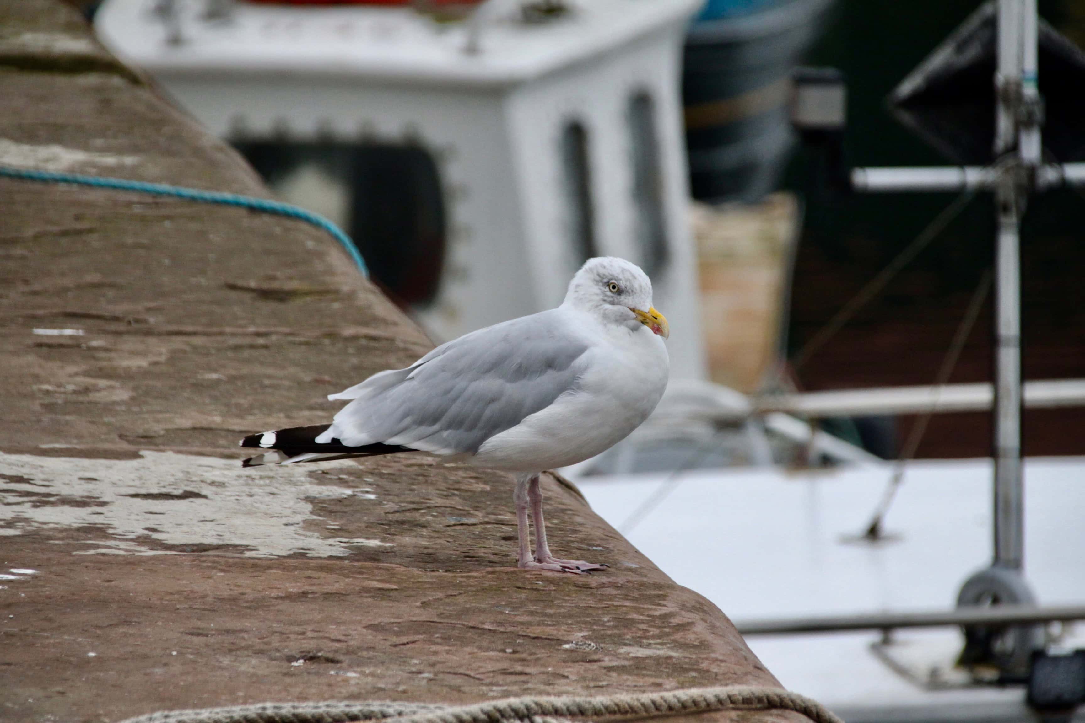 Seagull in Arbroath Harbour by Jez Braithwaite