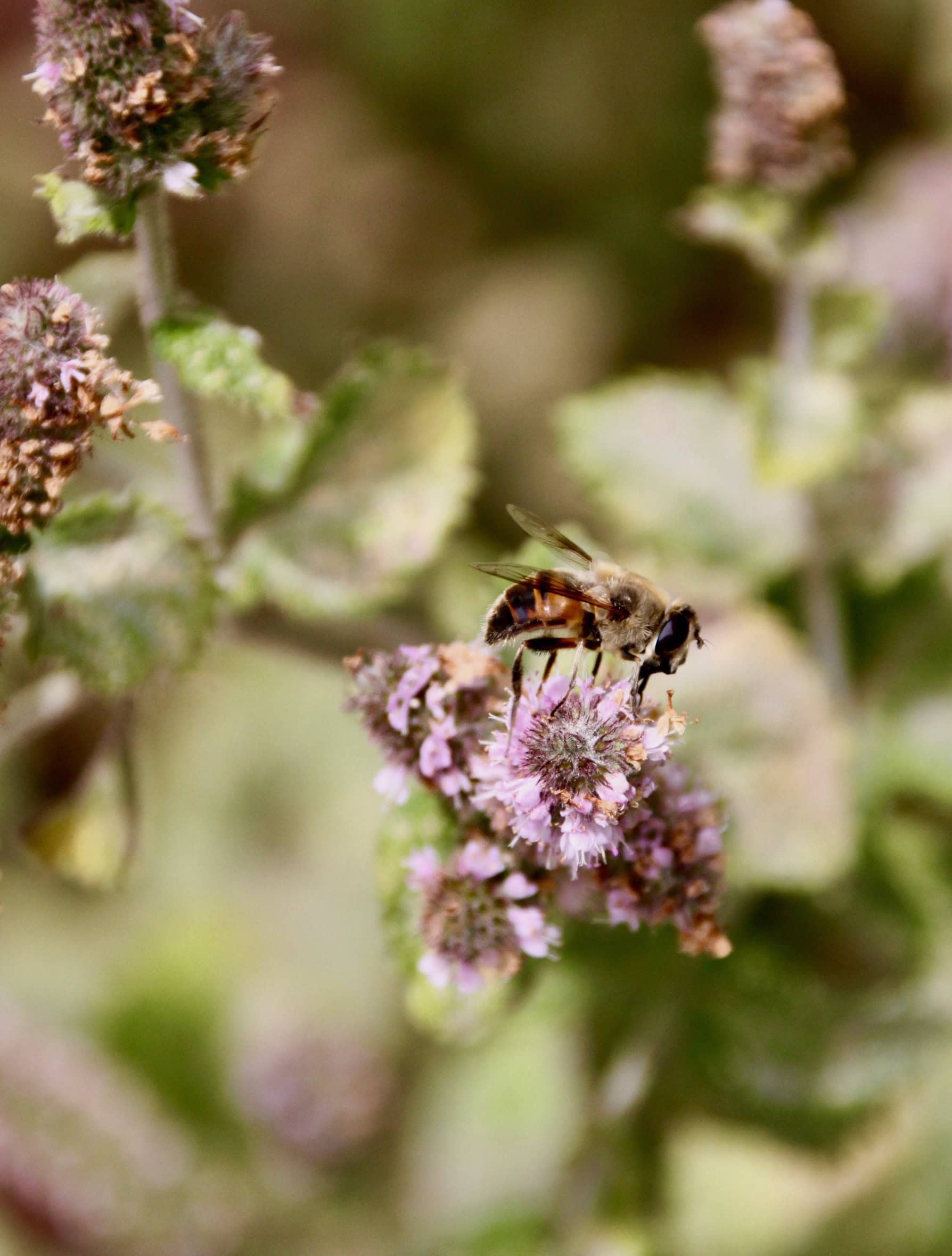 Bee by Jez Braithwaite