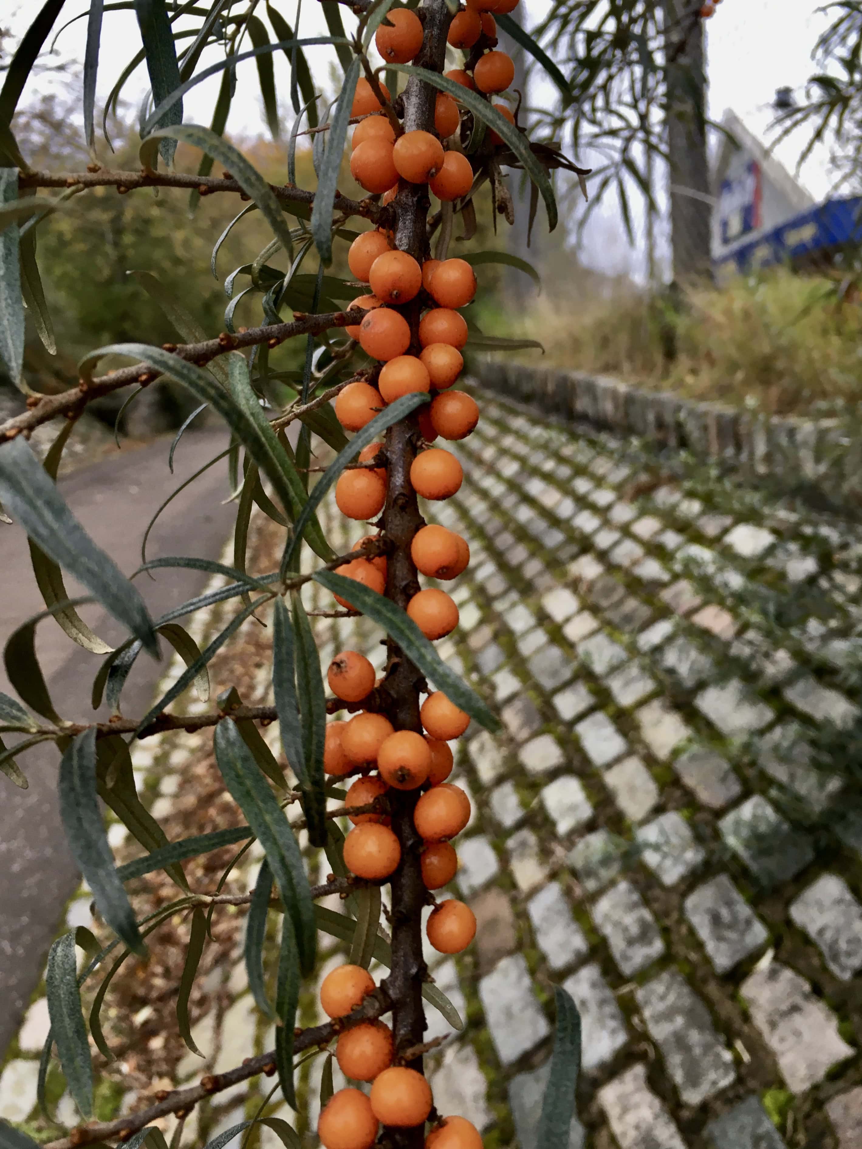 Line of Berries by Jez Braithwaite