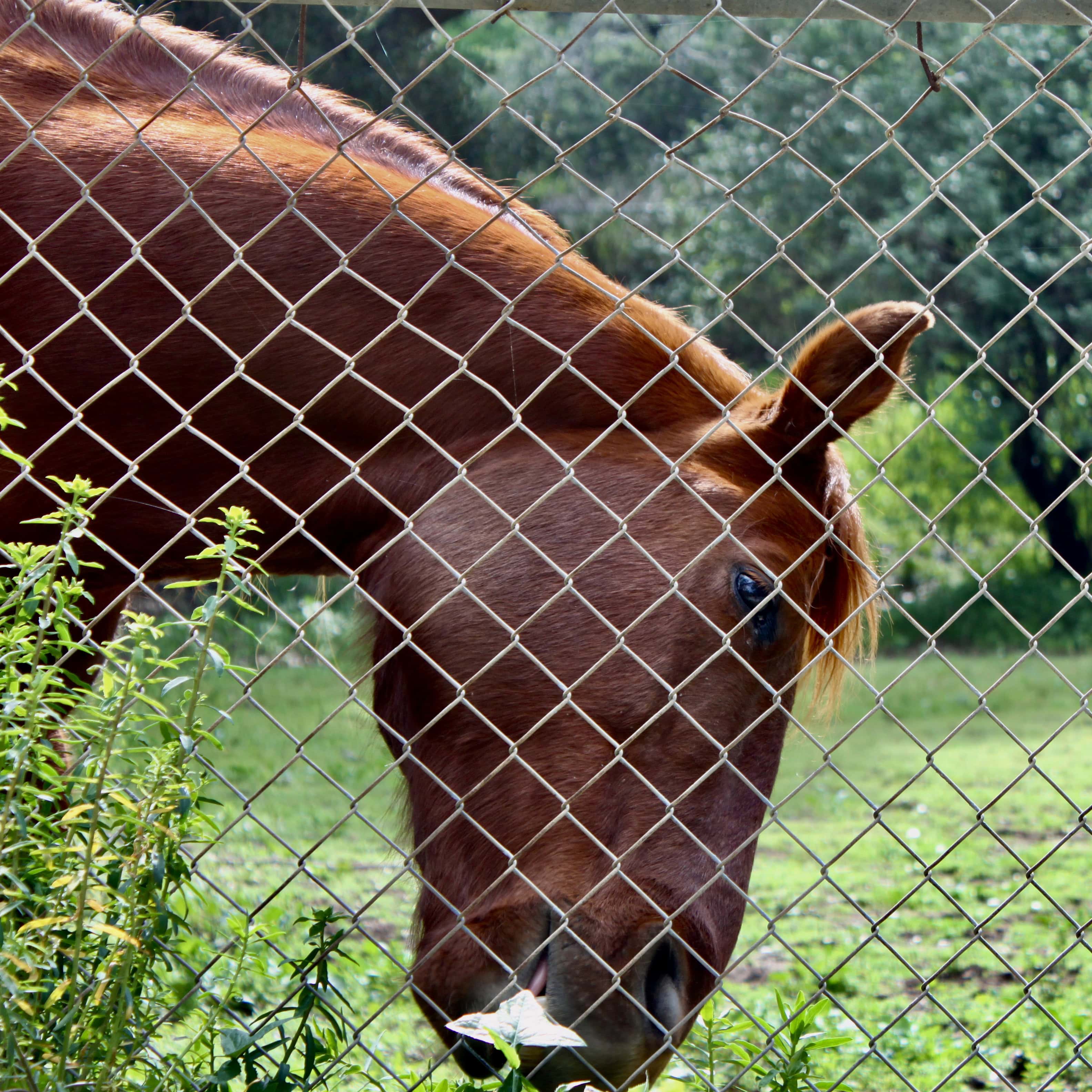 Horse by Jez Braithwaite