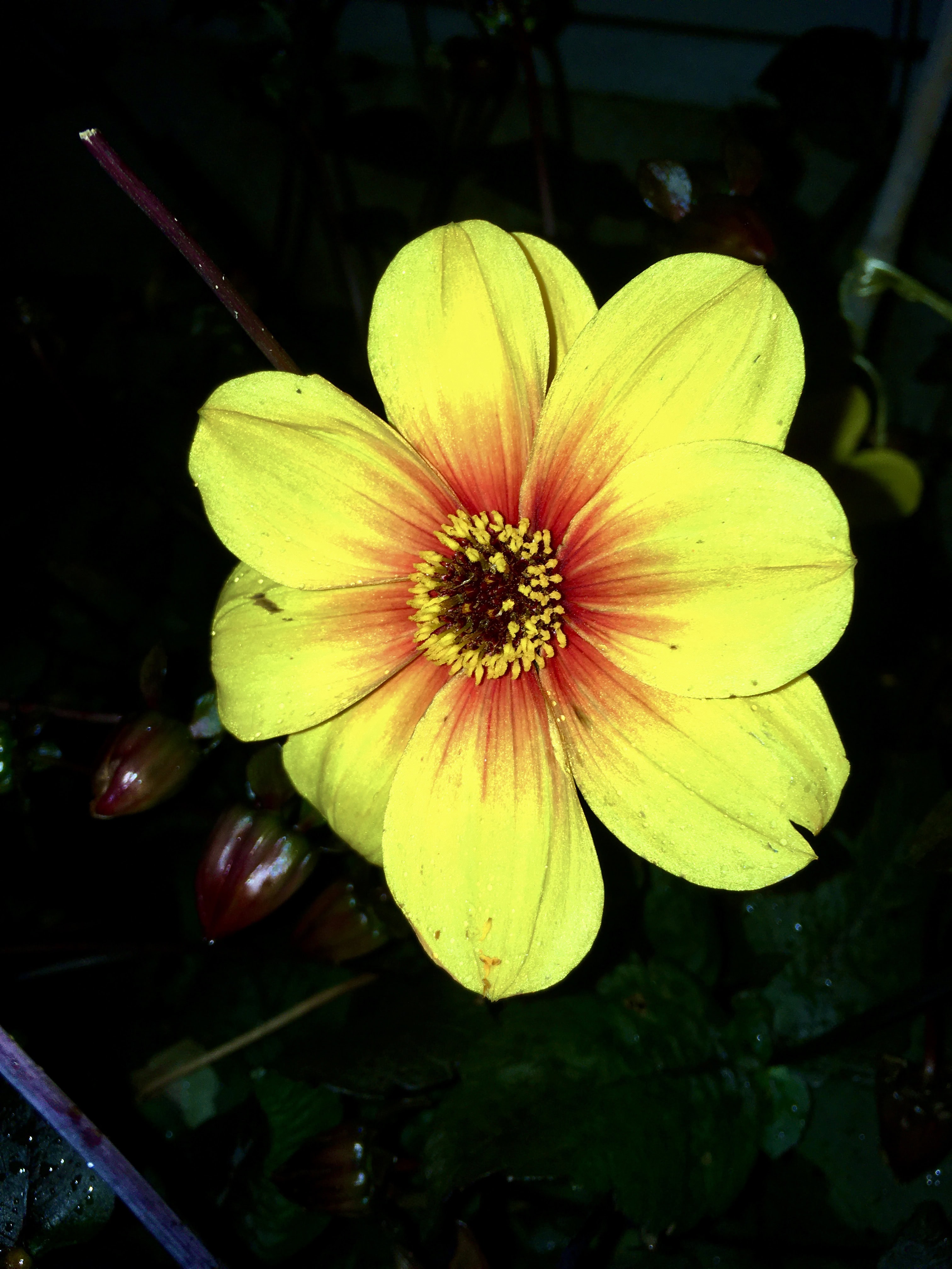 Gazania at night