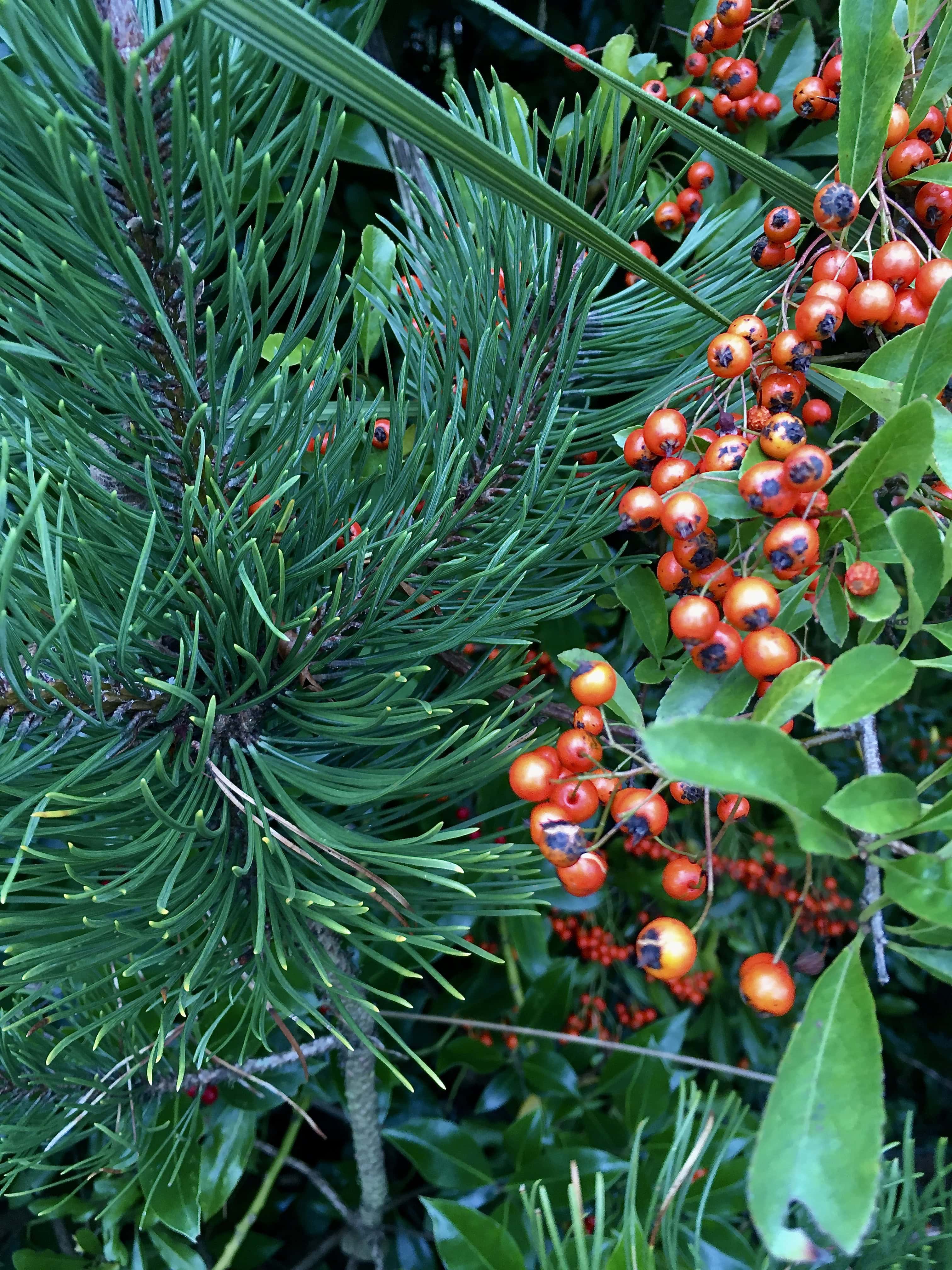 Pyracantha berries by Jez Braithwaite 