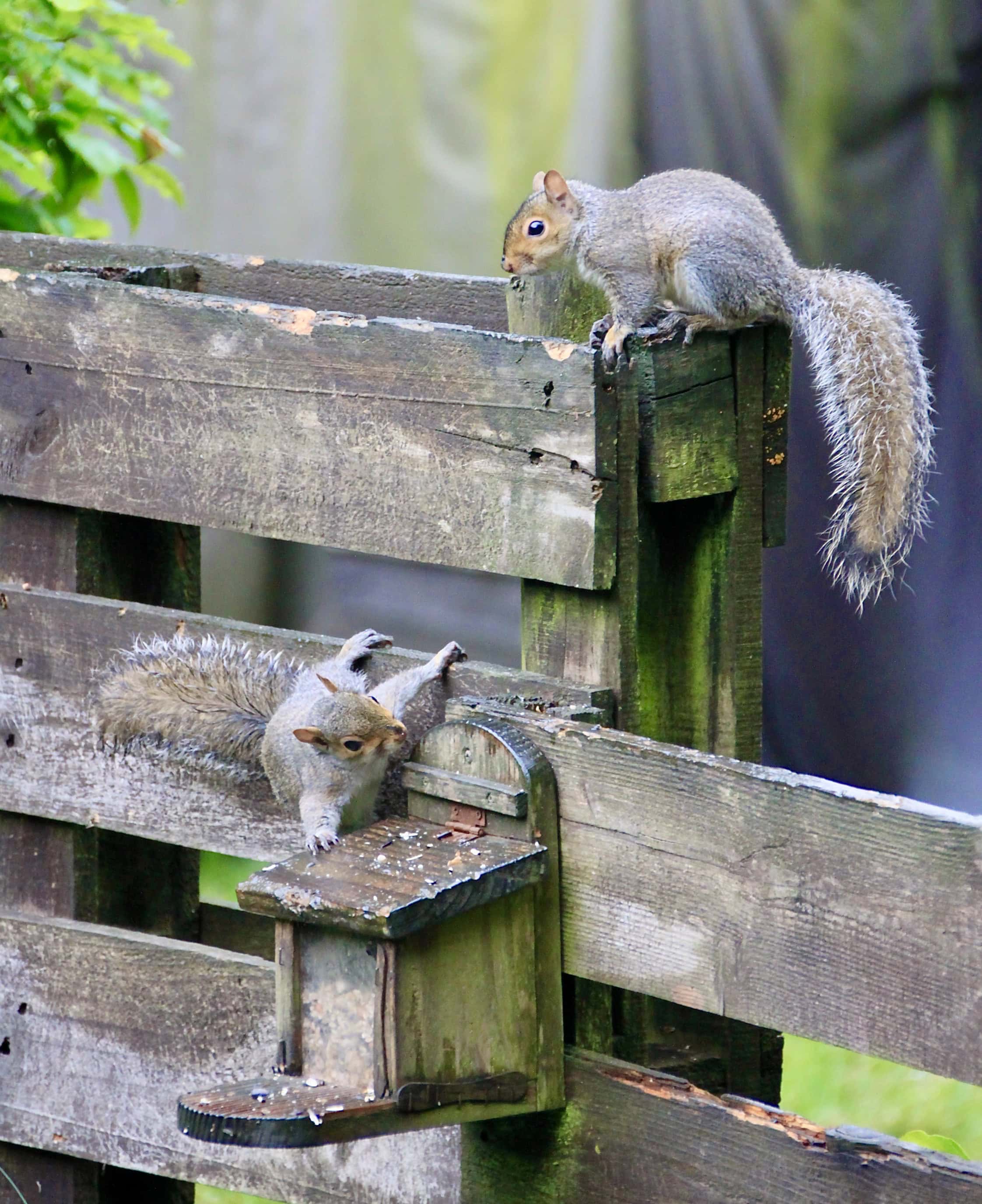 Squirrels by Jez Braithwaite