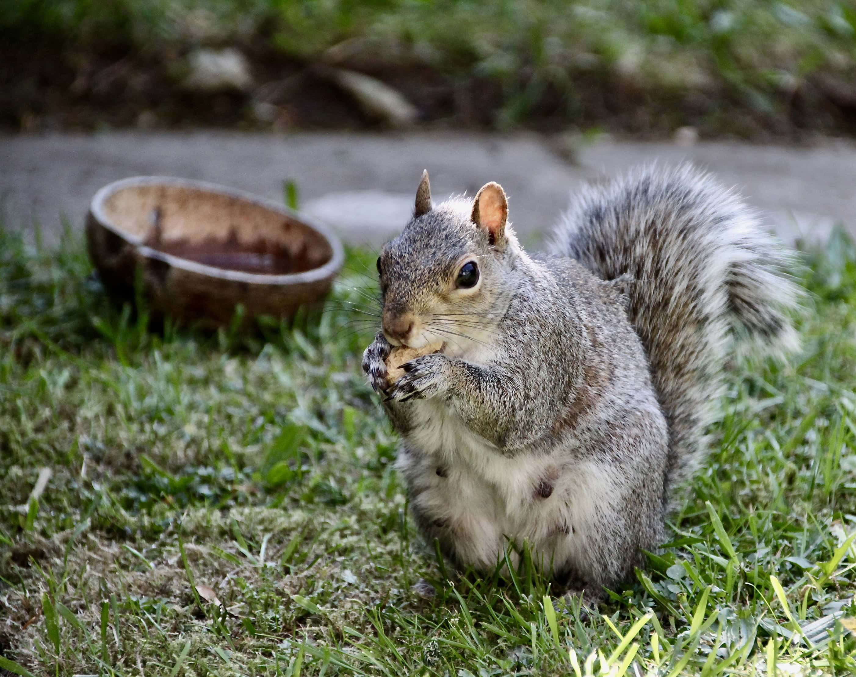 Squirrel by Jez Braithwaite