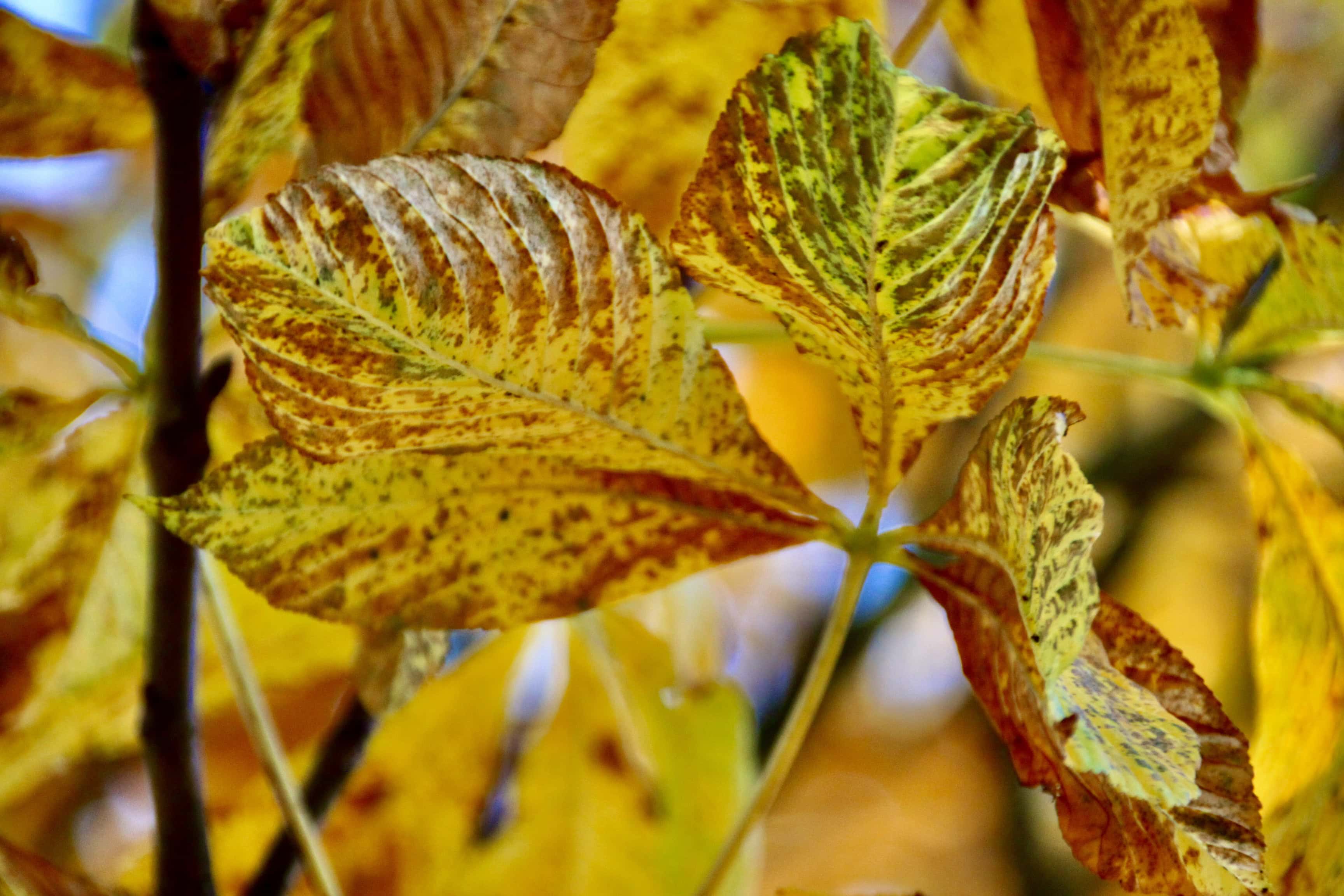 Horse Chestnut Leaves by Jez Braithwaite