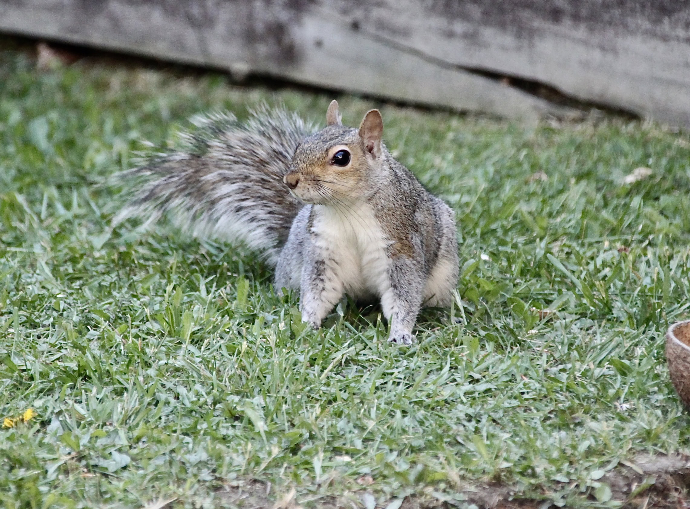 Squirrel by Jez Braithwaite