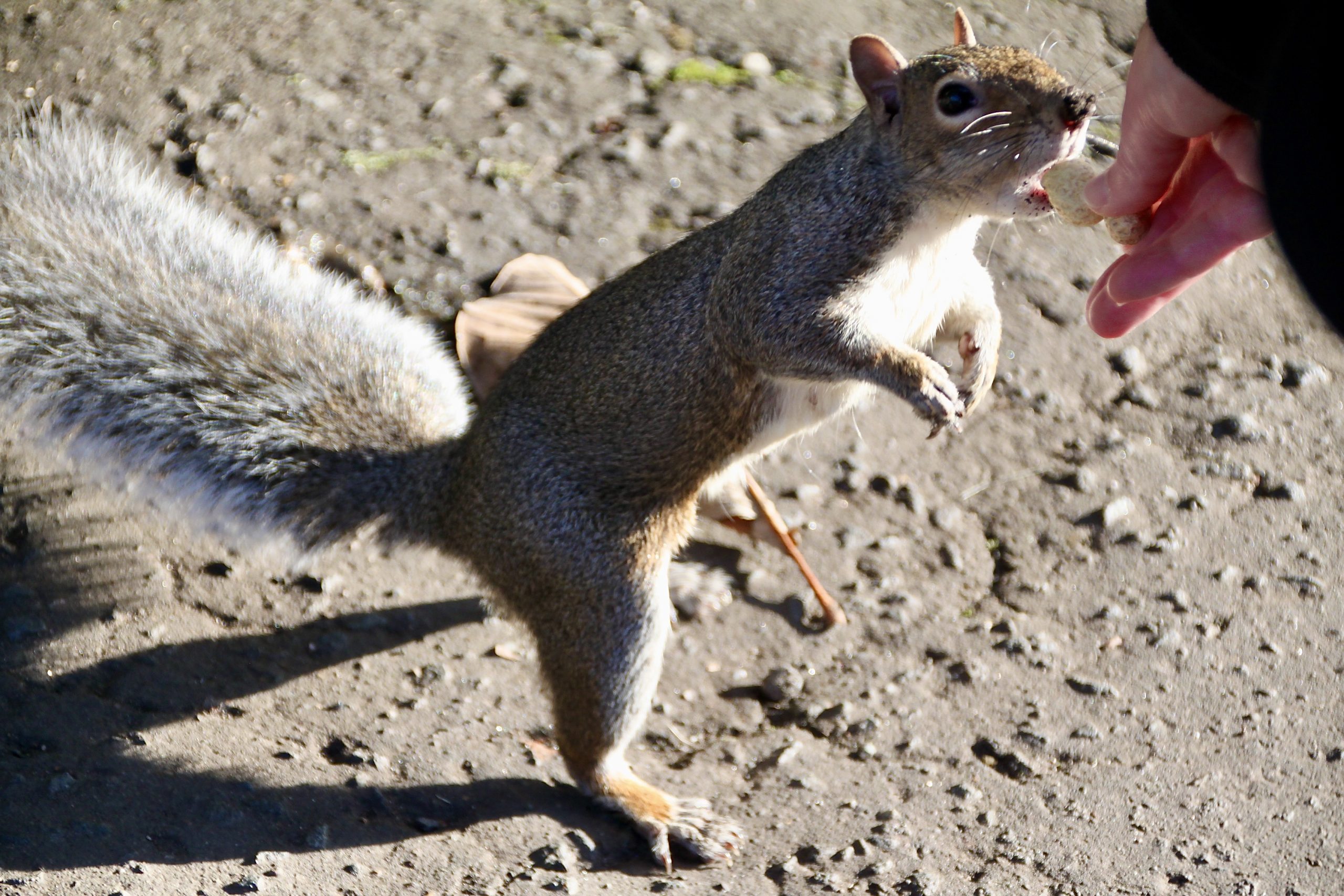 Going, Going, Gone — Squirreltober Day 31