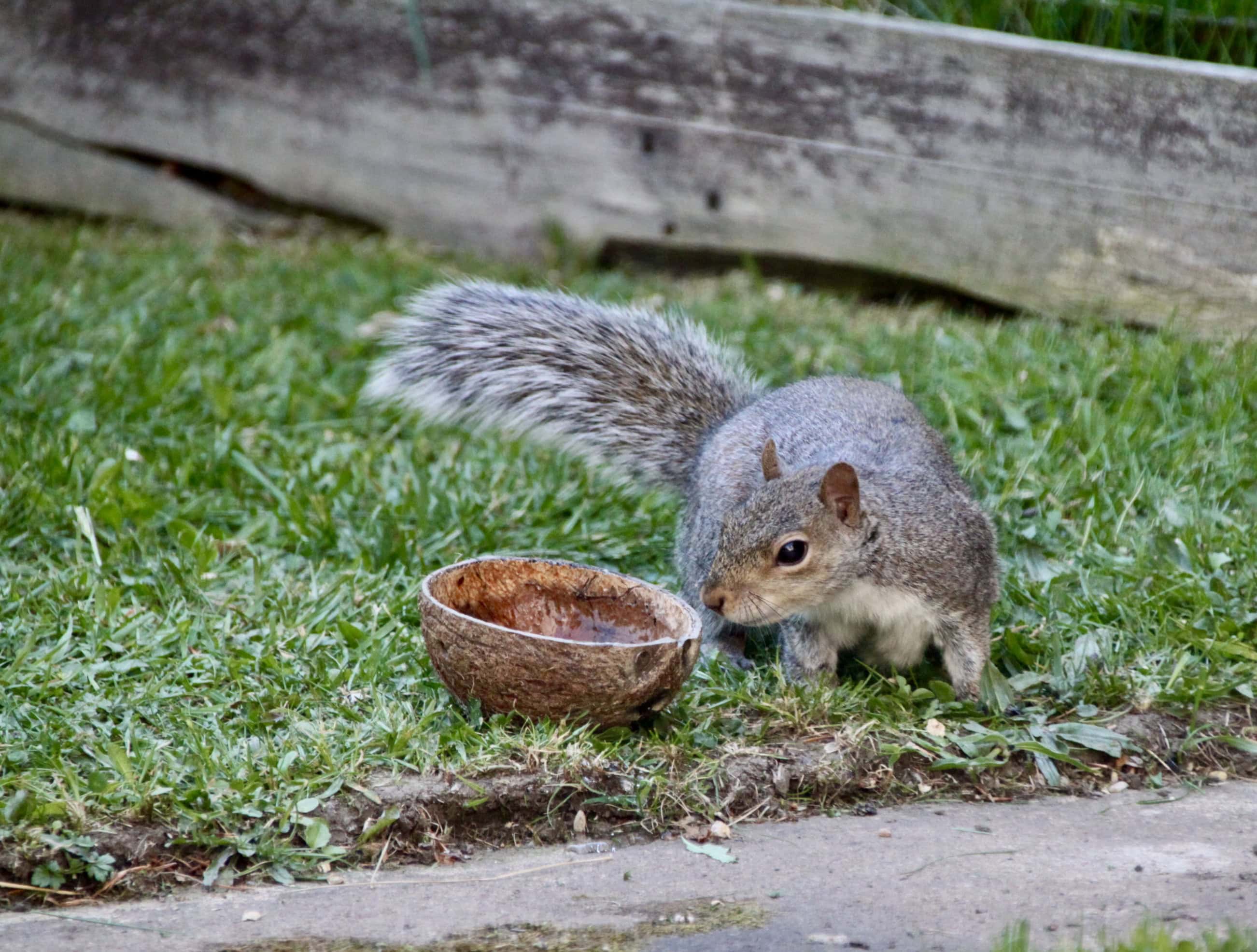 Squirrel by Jez Braithwaite