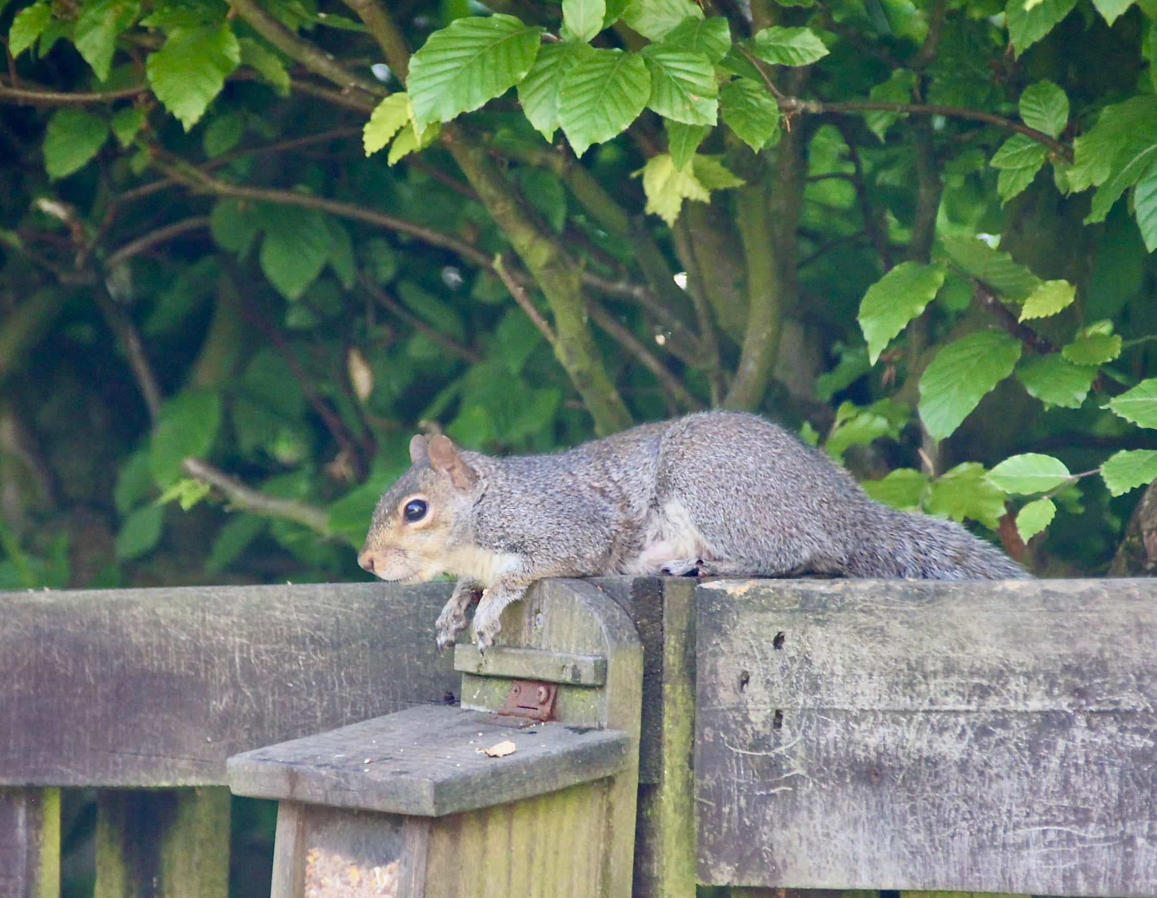 Squirrel by Jez Braithwaite