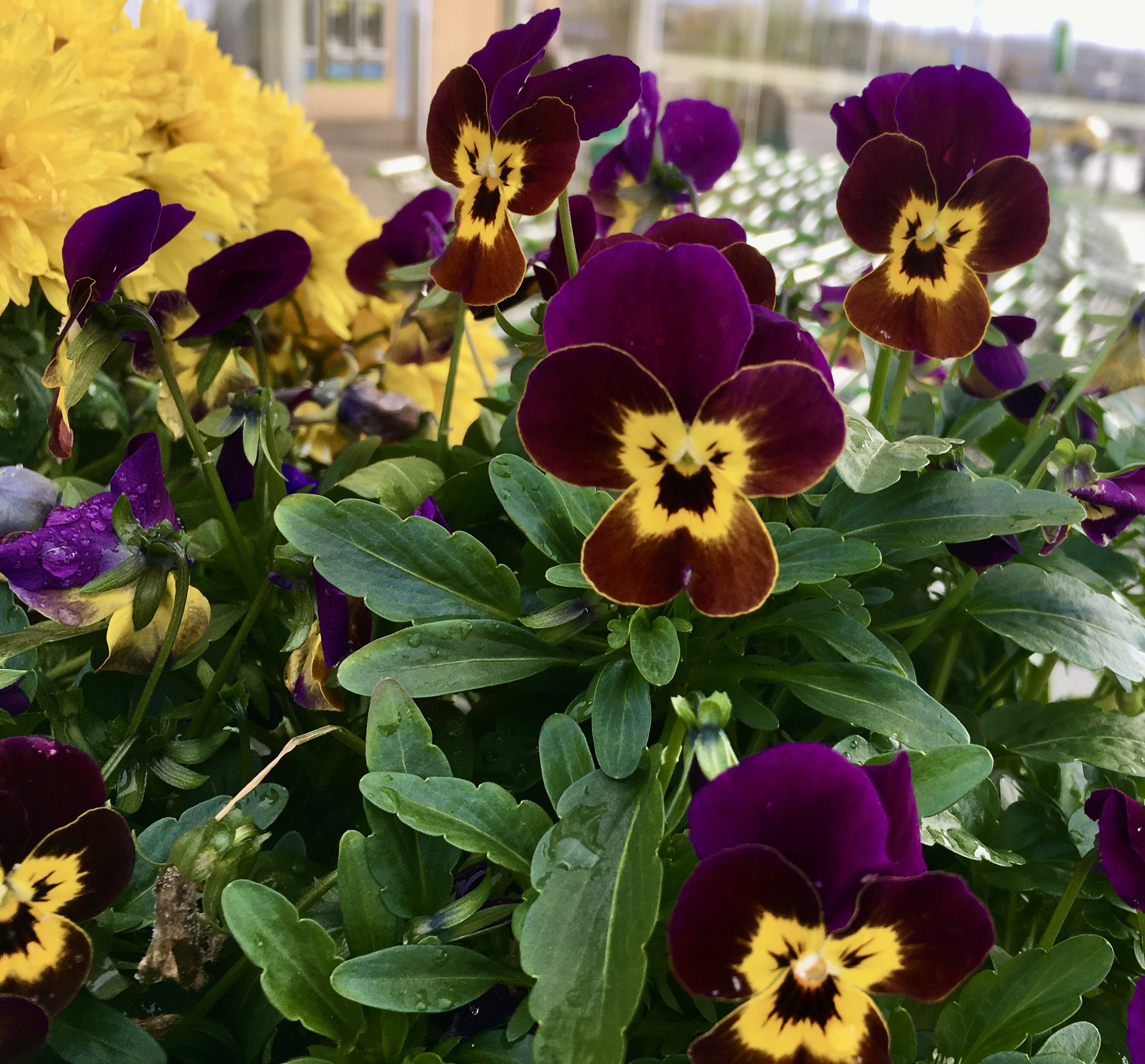 Violas by Jez Braithwaite