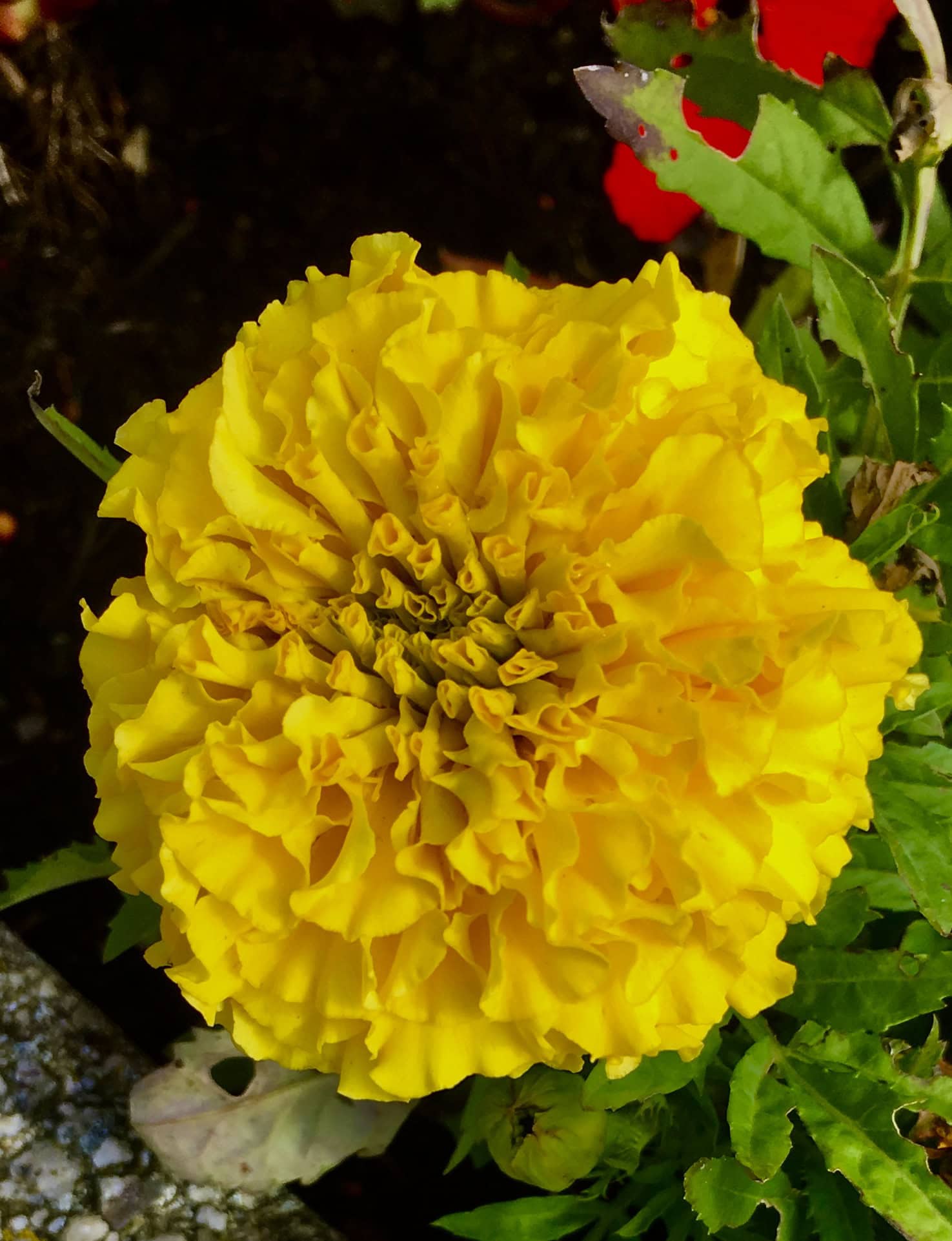 Yellow Marigold by Jez Braithwaite