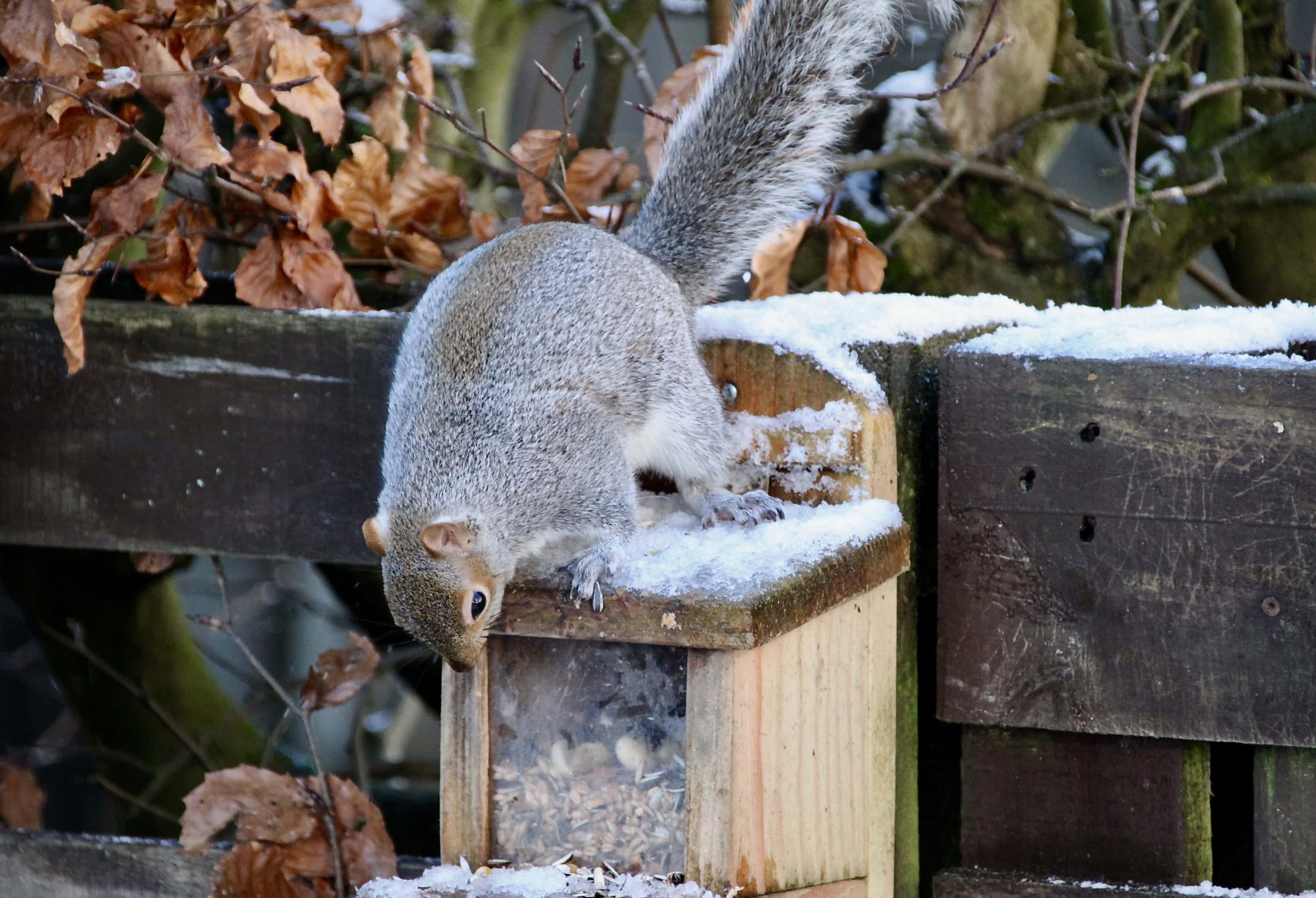 Squirrel by Jez Braithwaite