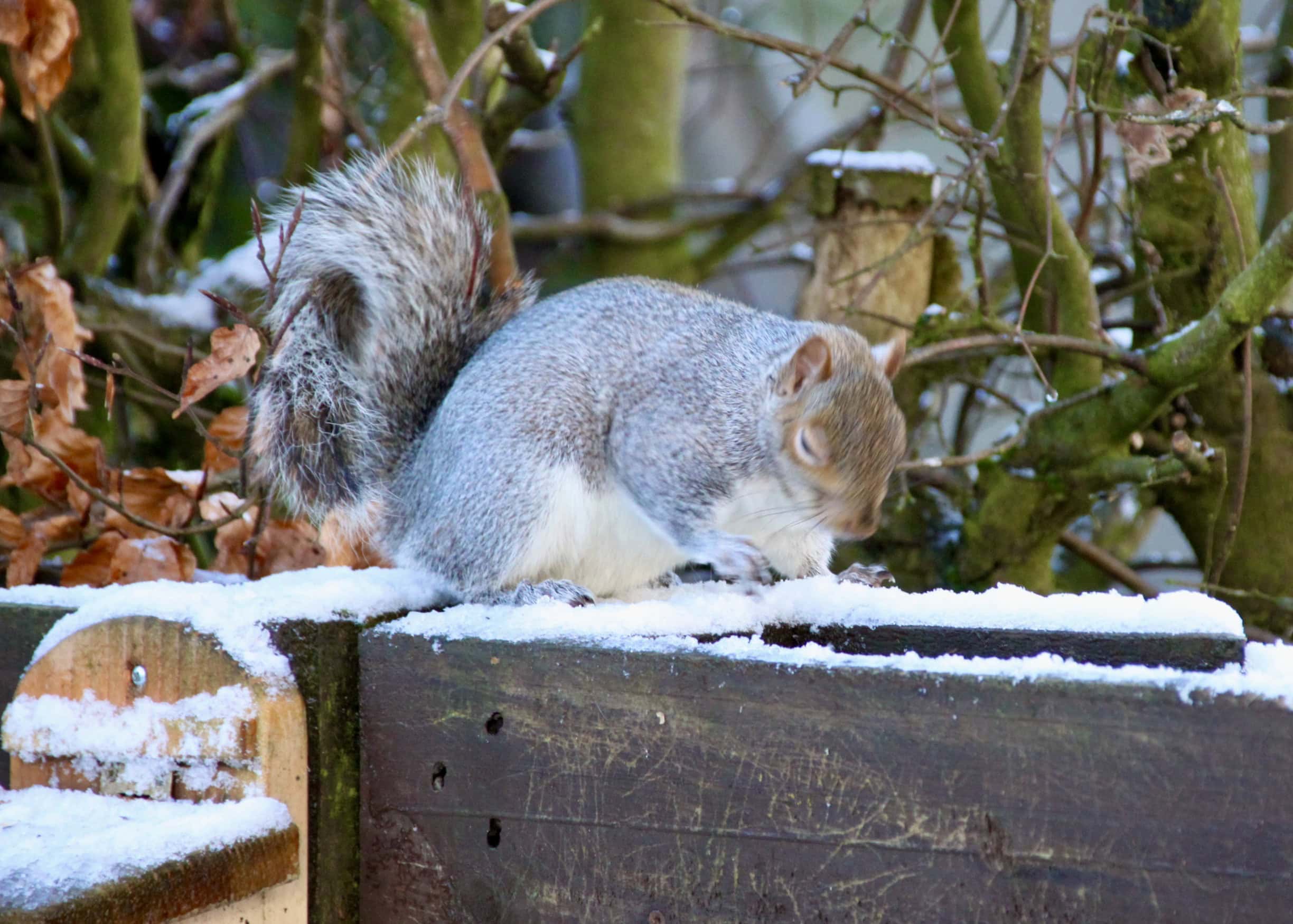 Sneezing squirrel by Jez Braithwaite