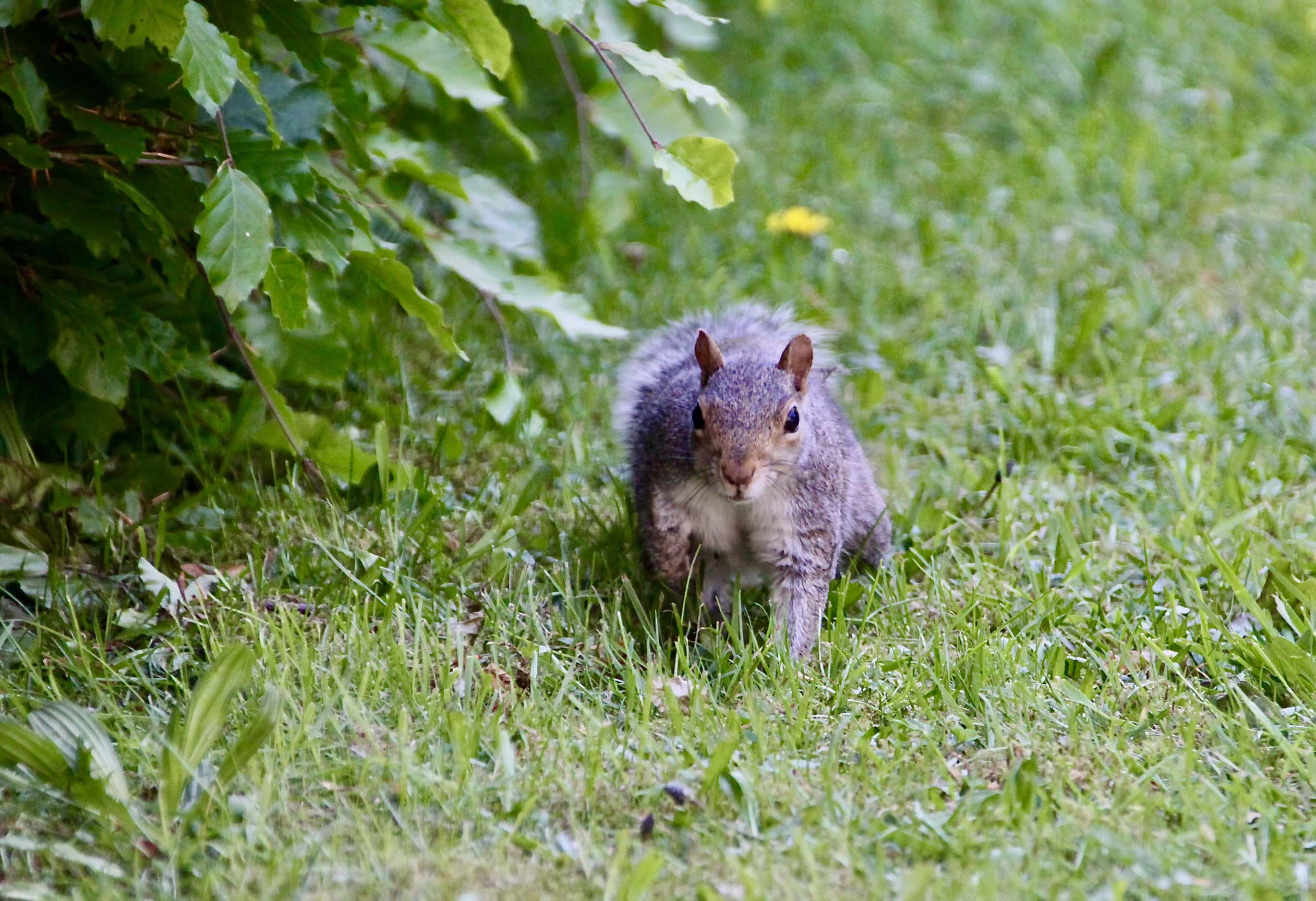 Squirrel by Jez Braithwaite