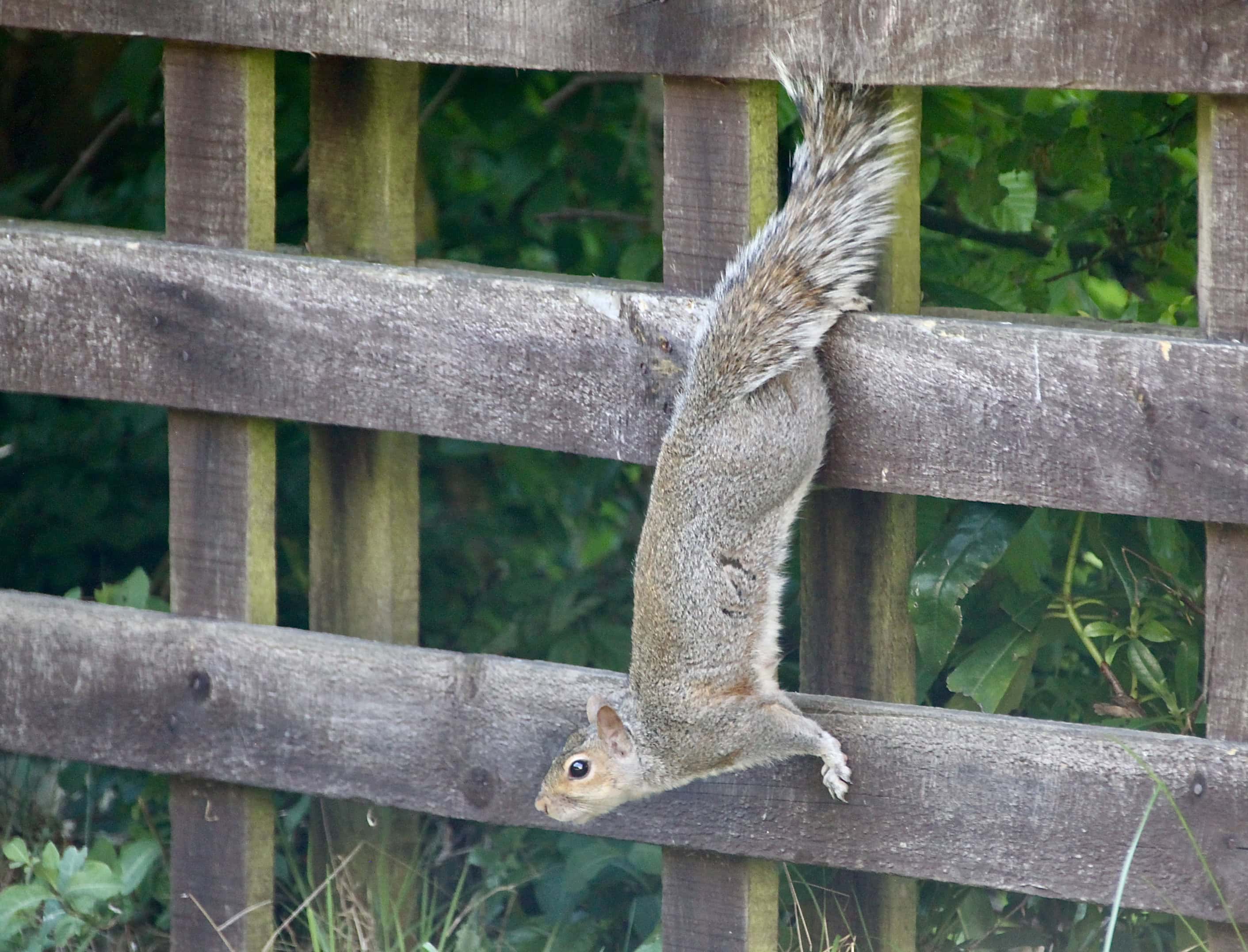 Squirrel by Jez Braithwaite