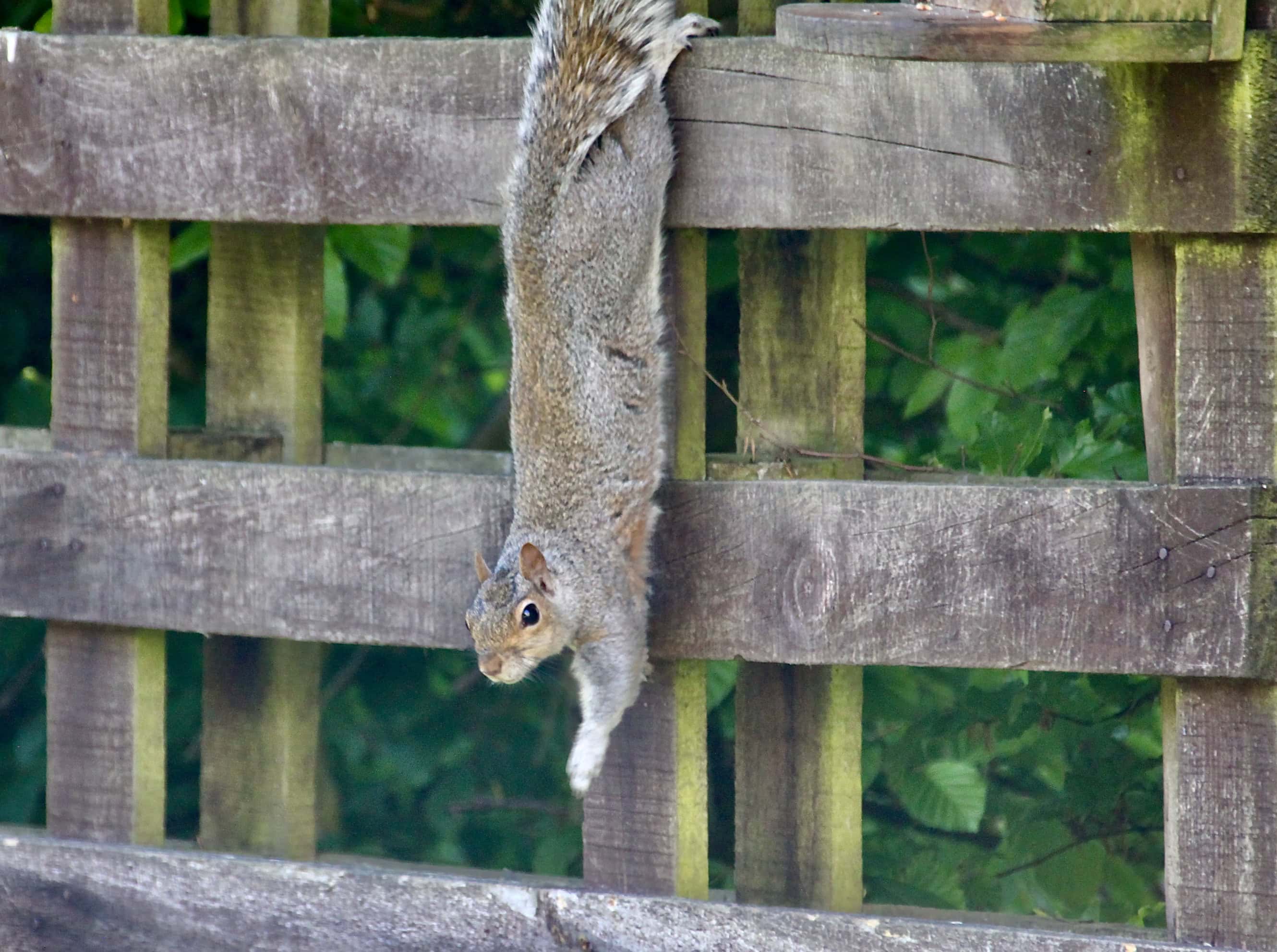 Squirrel by Jez Braithwaite