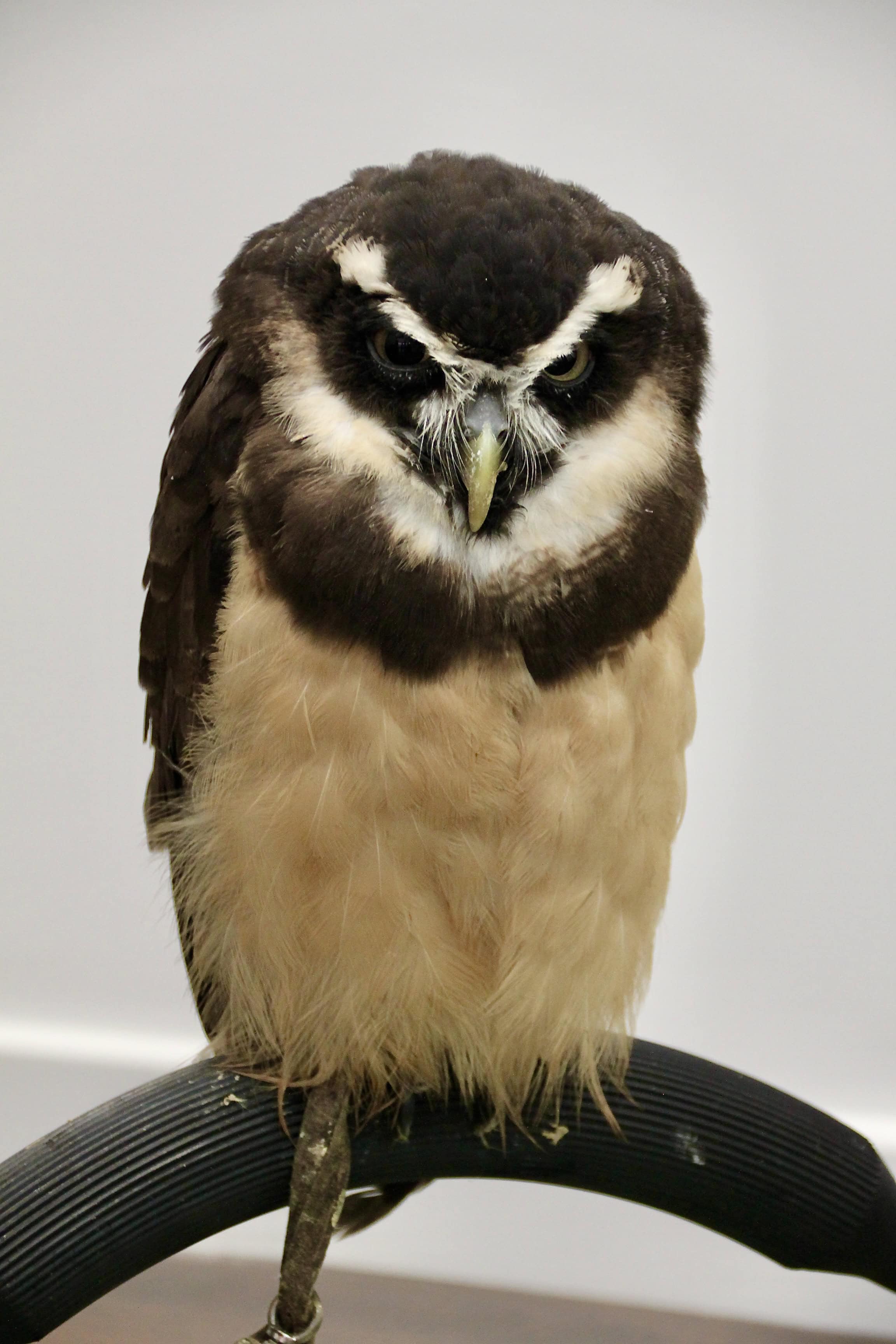 Spectacled Owl by Jez Braithwaite