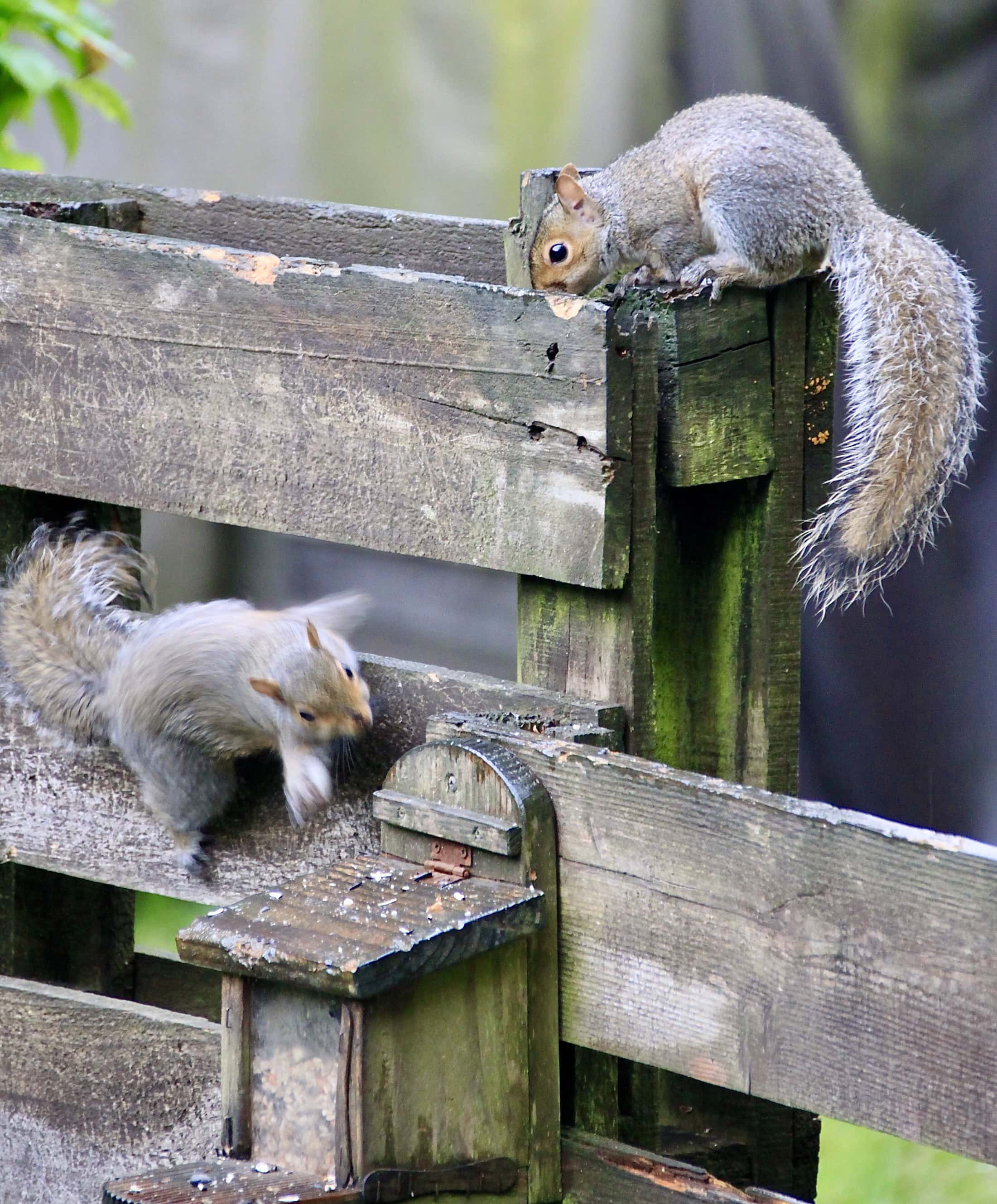 Squirrels by Jez Braithwaite