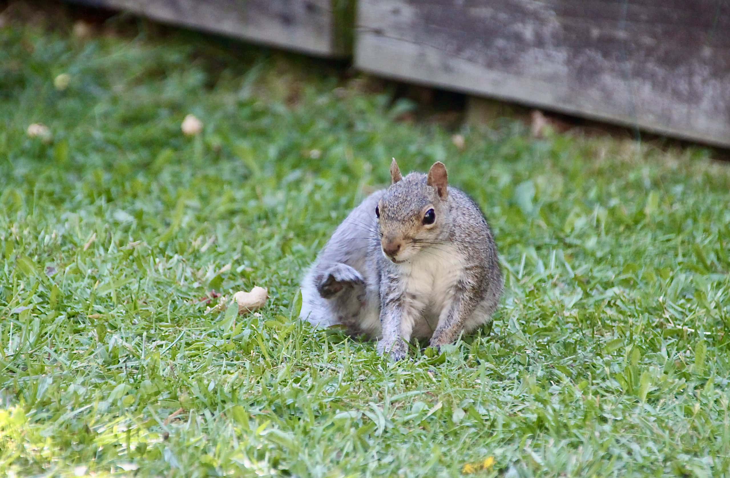 Squirrel by Jez Braithwaite 