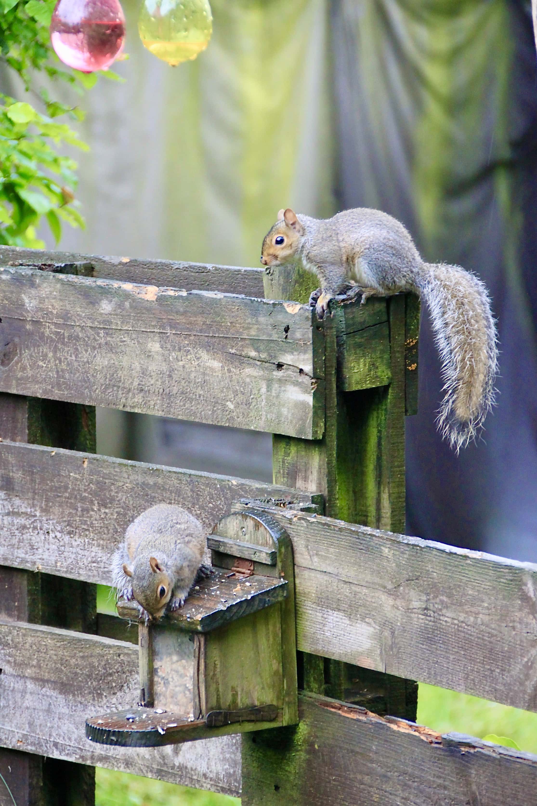 Squirrels by Jez Braithwaite