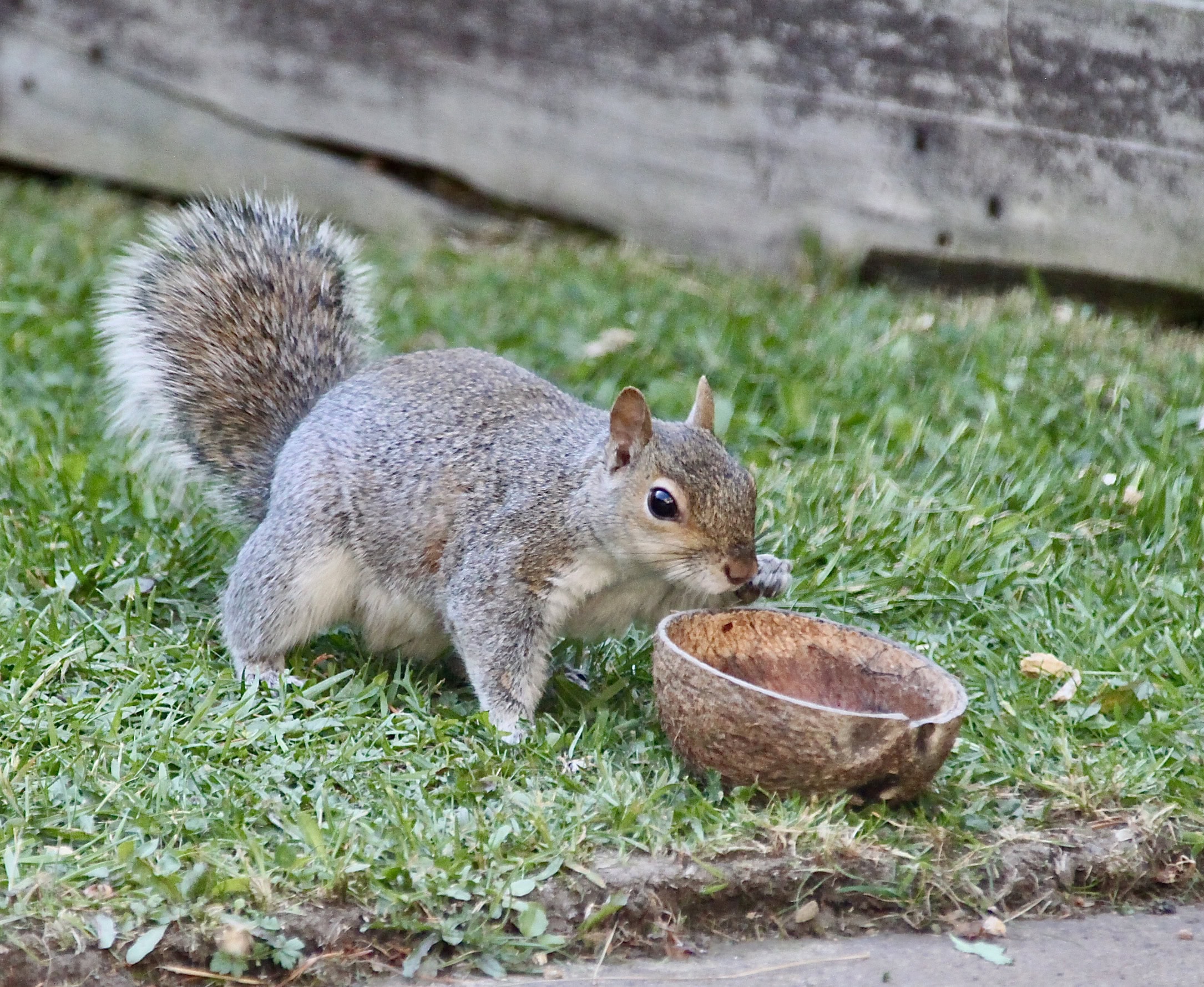 Squirrel by Jez Braithwaite