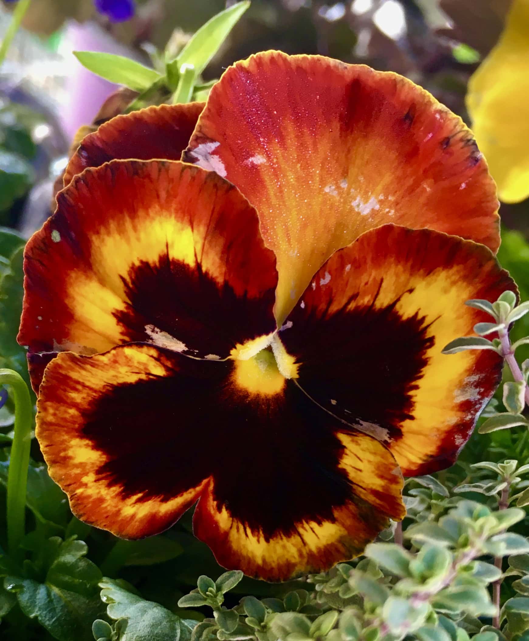 Pansy by Jez Braithwaite
