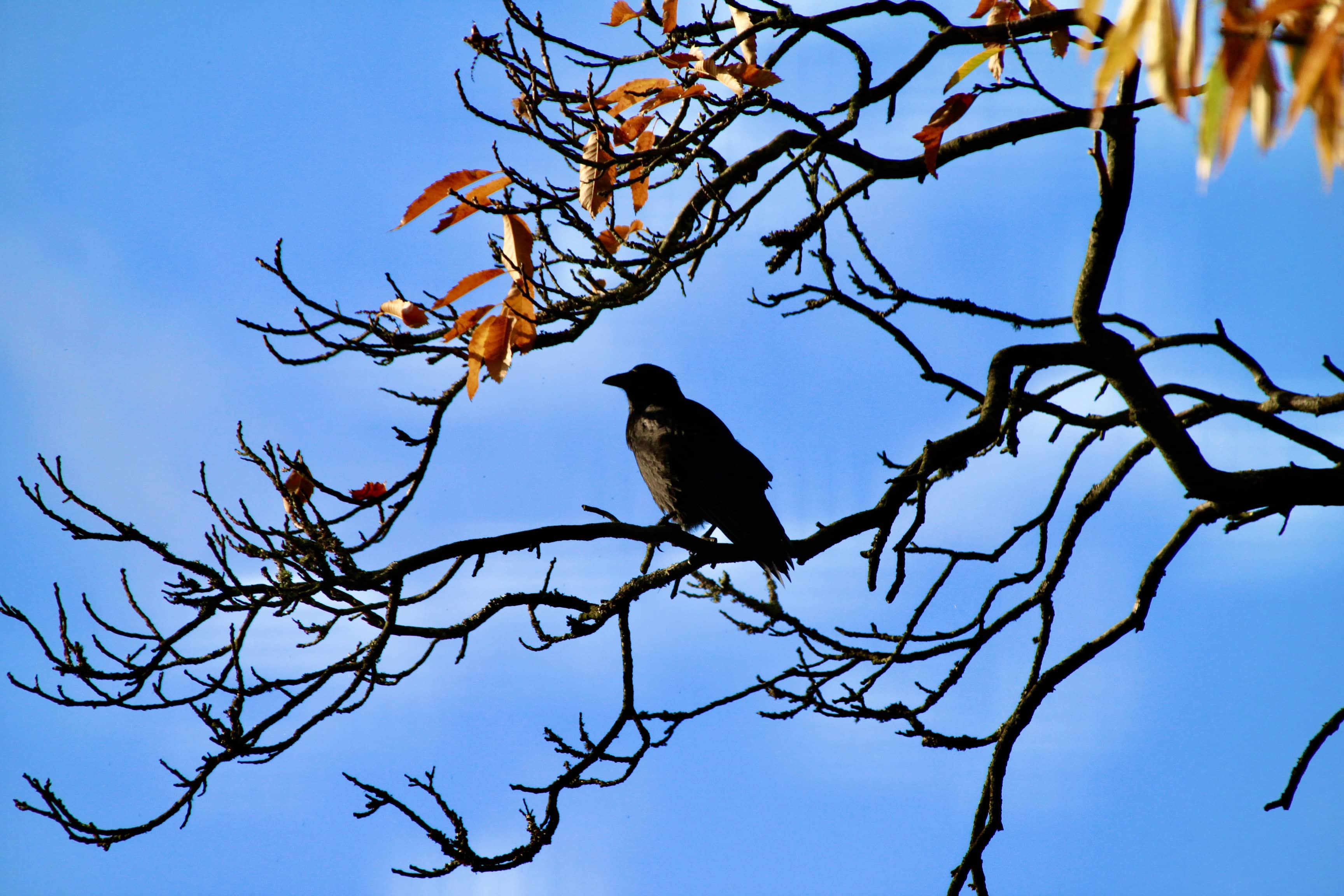 Watchful Raven by Jez Braithwaite