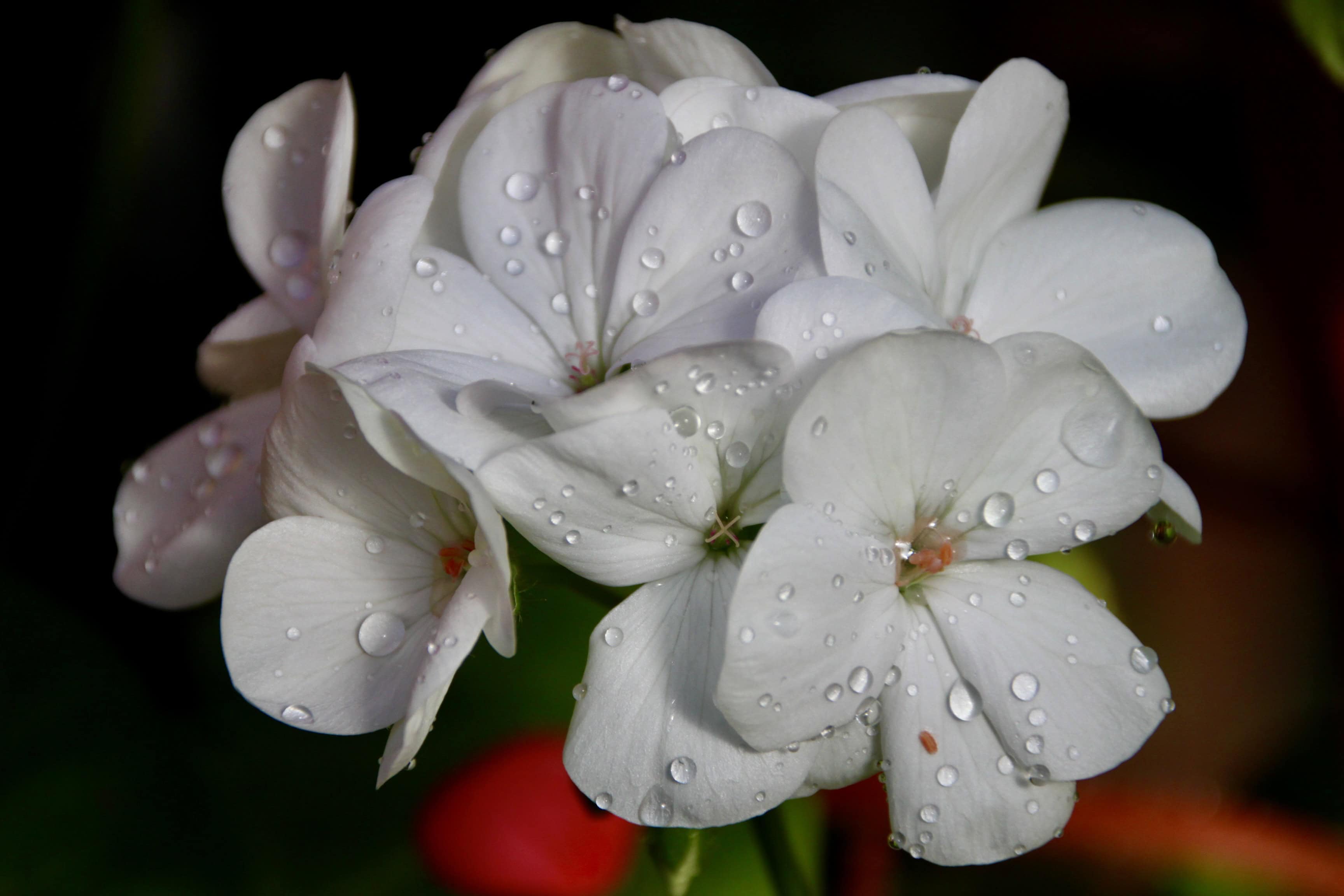 White Geranium by Jez Braithwaite