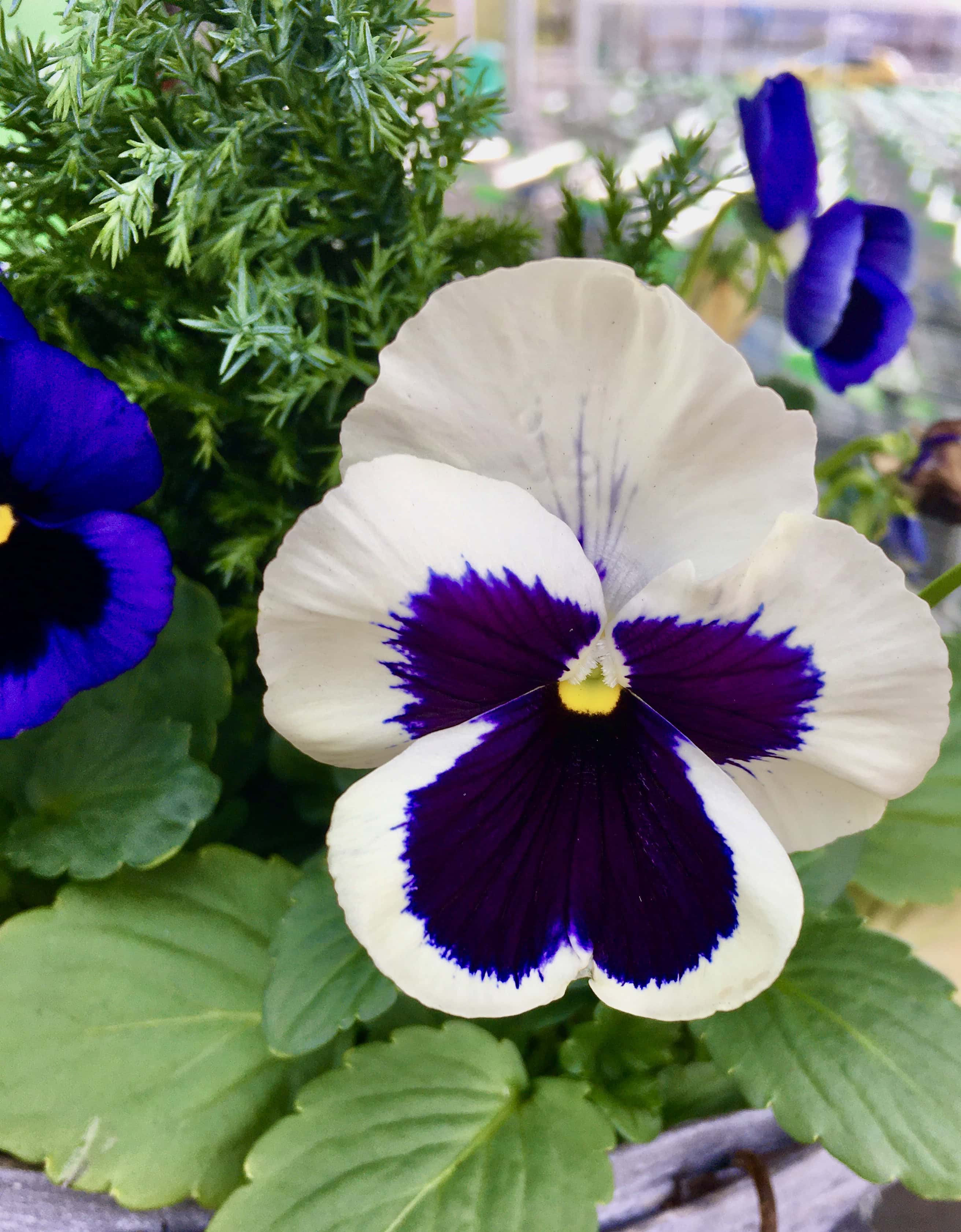 Pansy By Jez Braithwaite