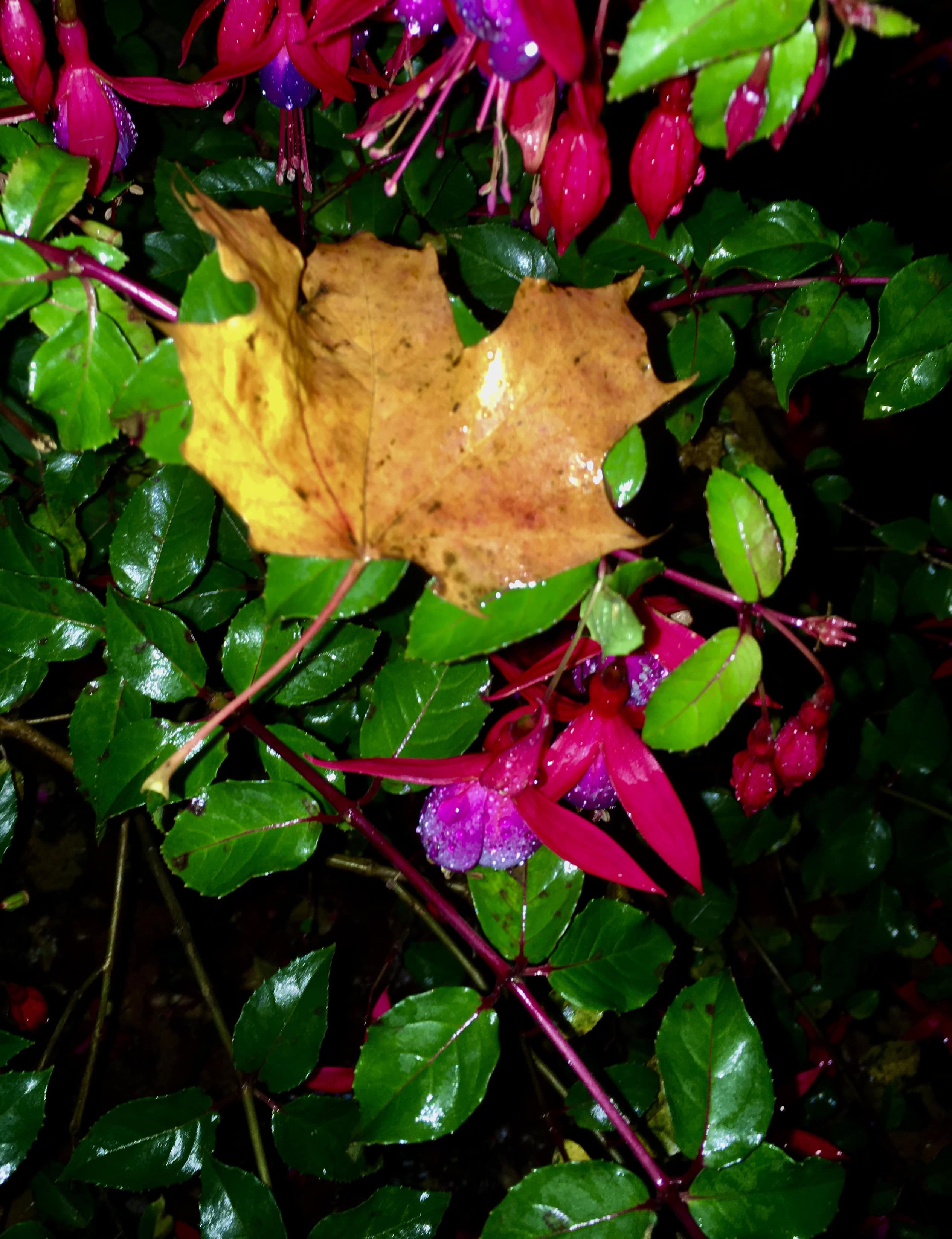 Fuchsia & Autumn Leaf by Jez Braithwaite