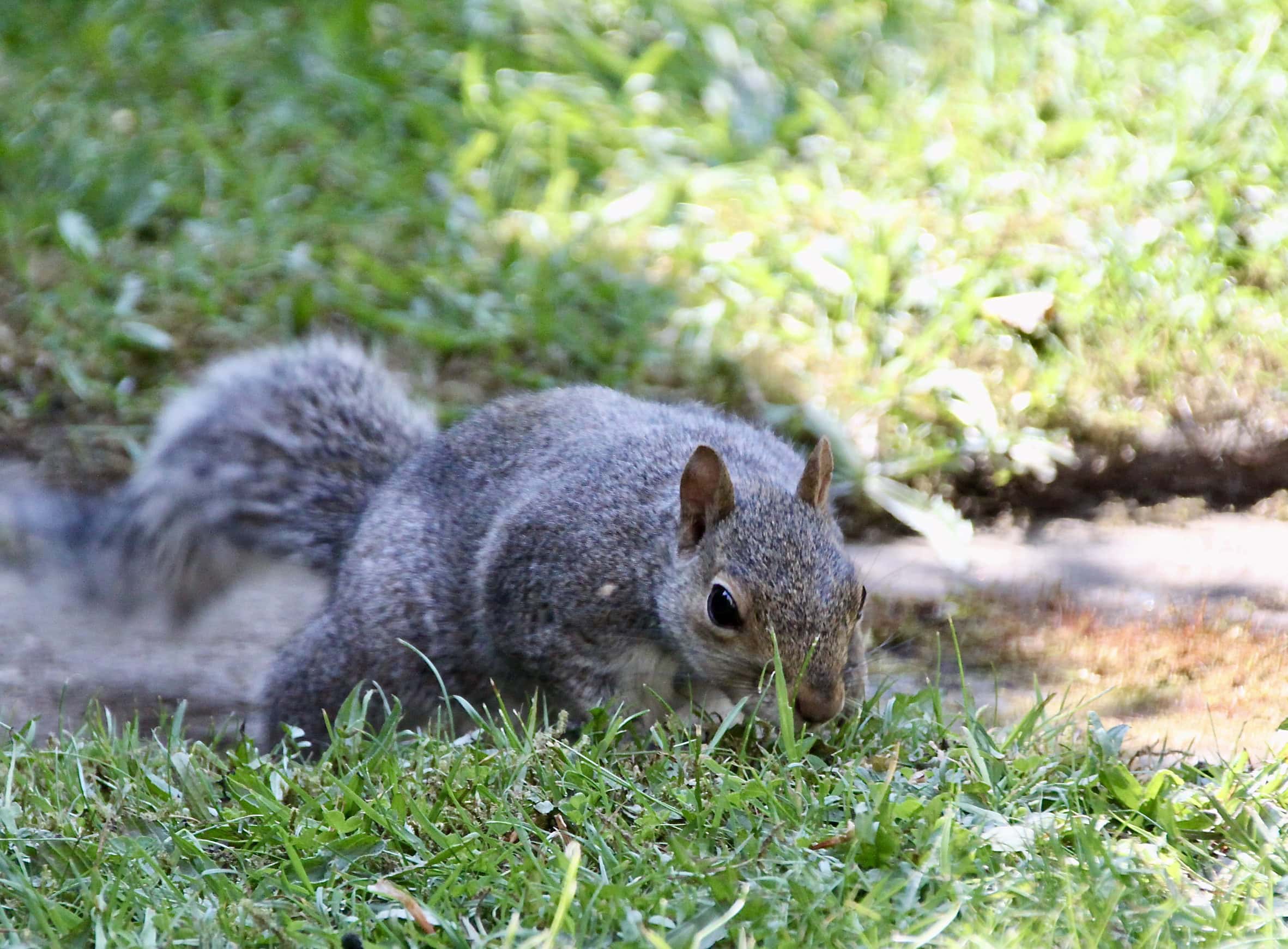 Squirrel by Jez Braithwaite